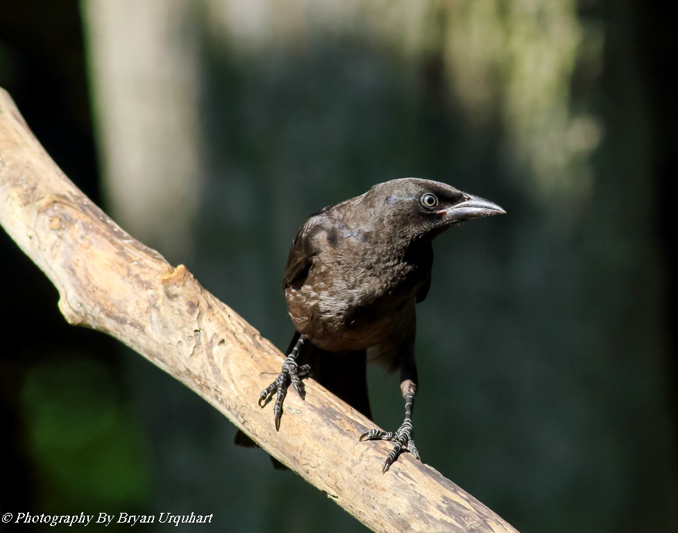 Canon EOS 70D + Canon EF 400mm F5.6L USM sample photo. Grackel photography