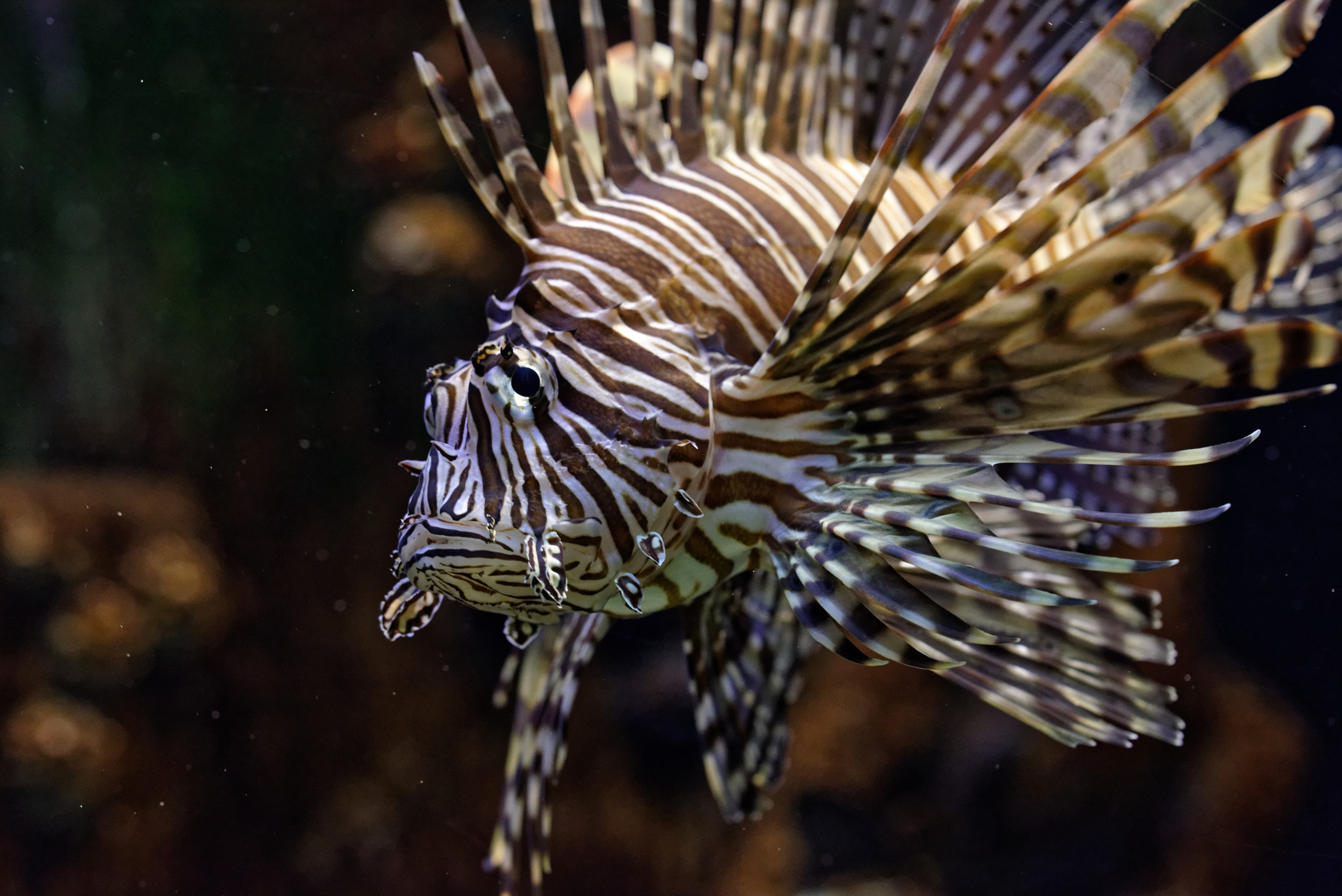 Sigma 150mm F2.8 EX DG OS Macro HSM sample photo. Lion fish photography