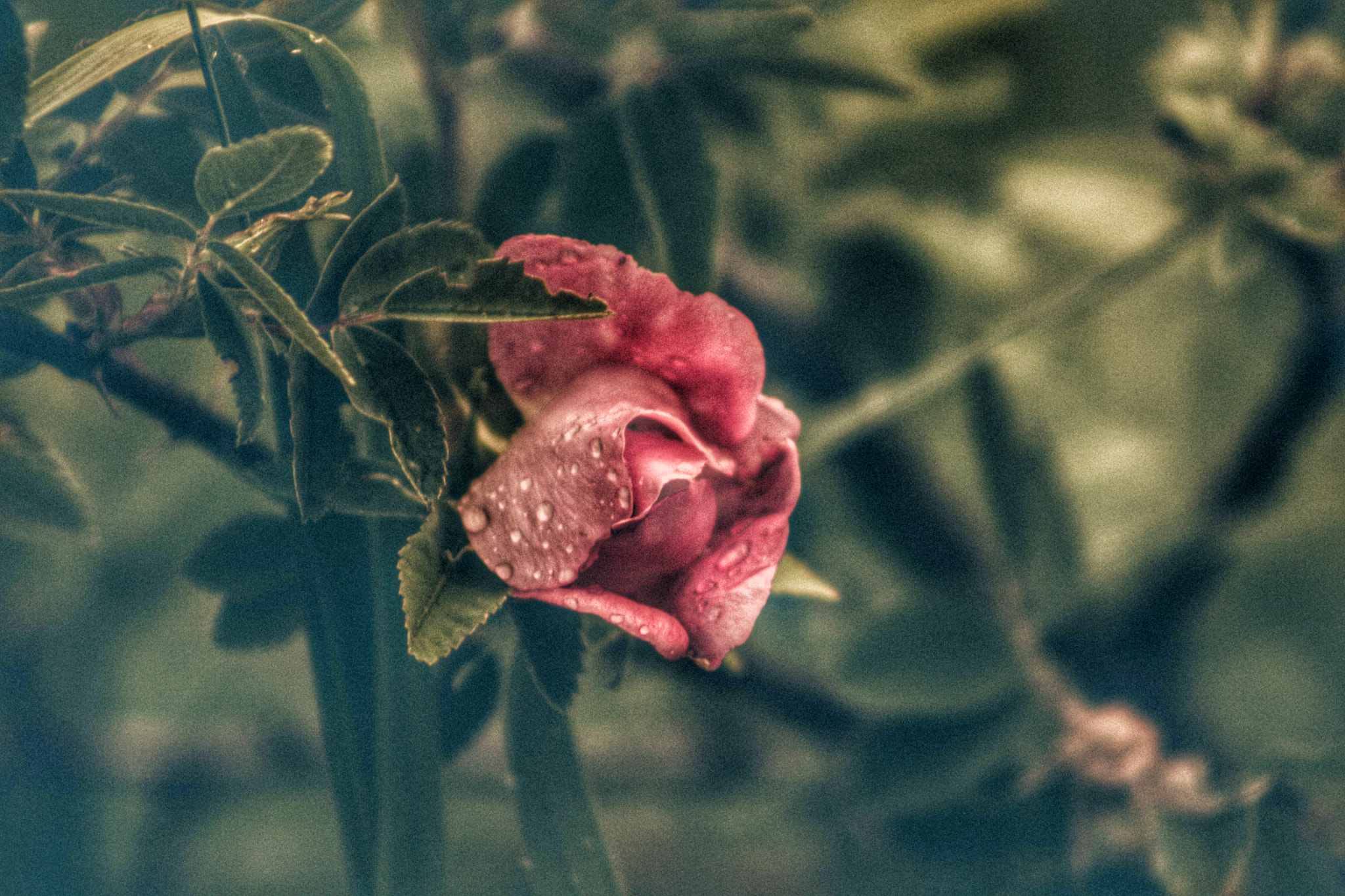 Canon EOS 760D (EOS Rebel T6s / EOS 8000D) sample photo. Wild rose photography