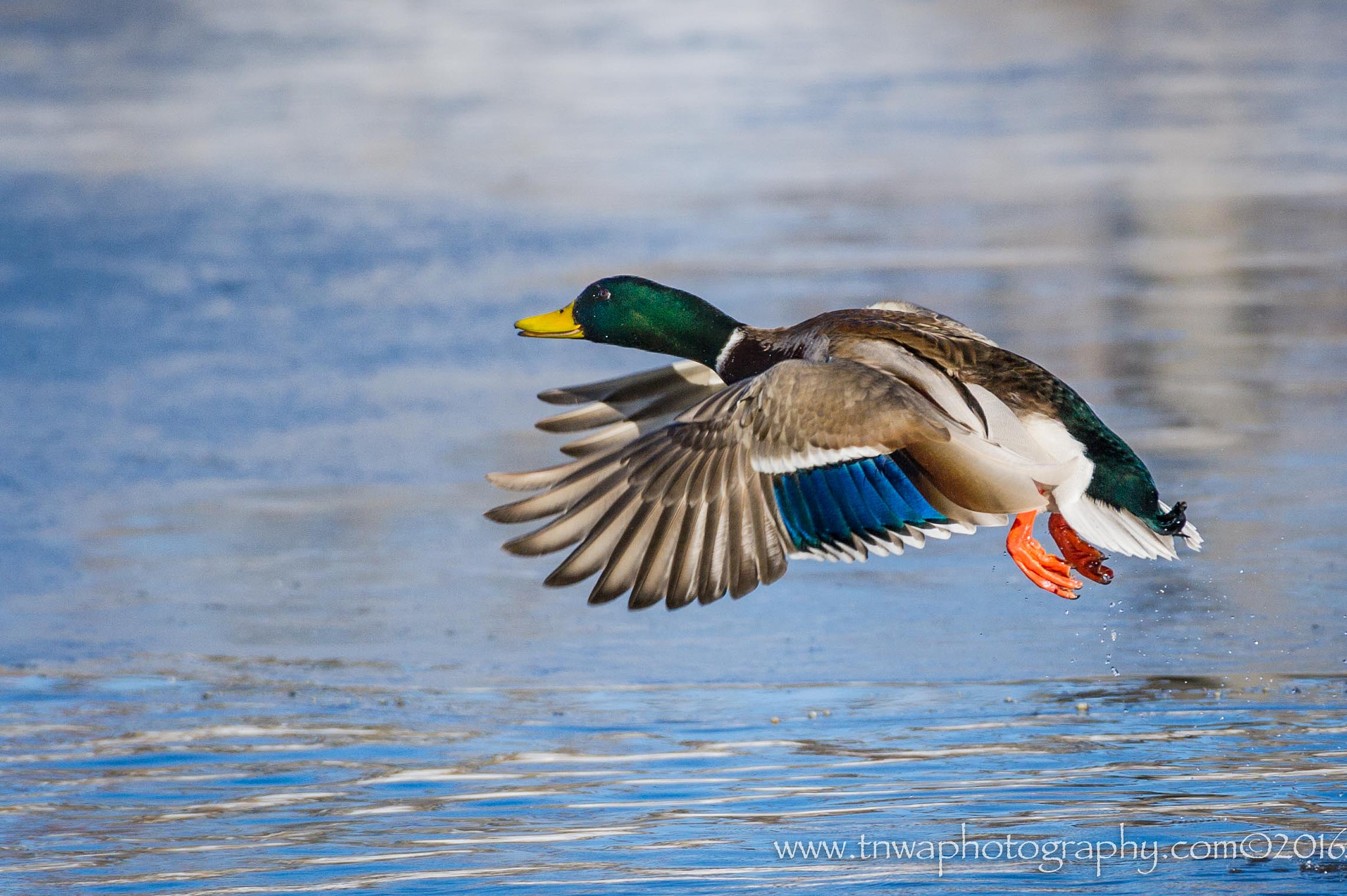Nikon D3S sample photo. Spread your wings & go photography