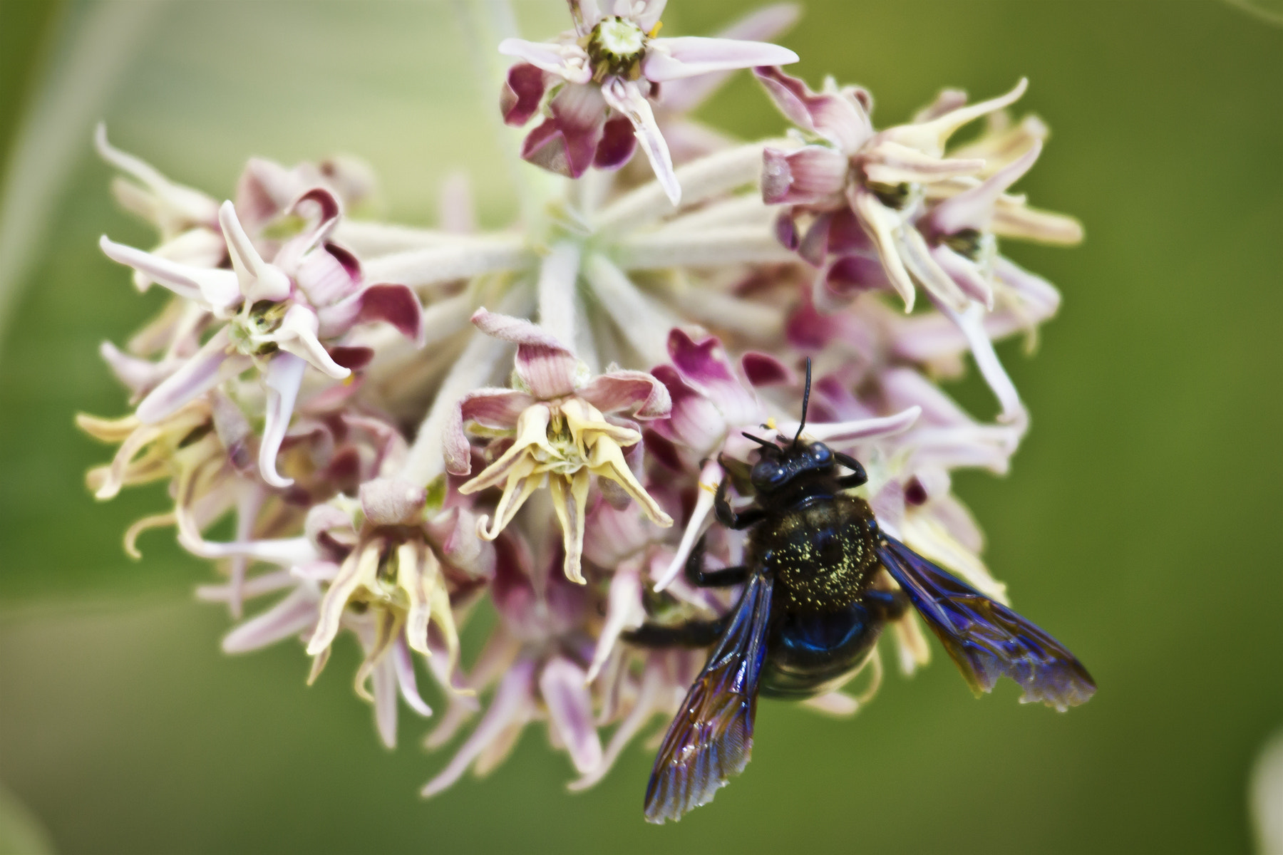 Canon EF 100-400mm F4.5-5.6L IS USM sample photo. Black bumble bee photography