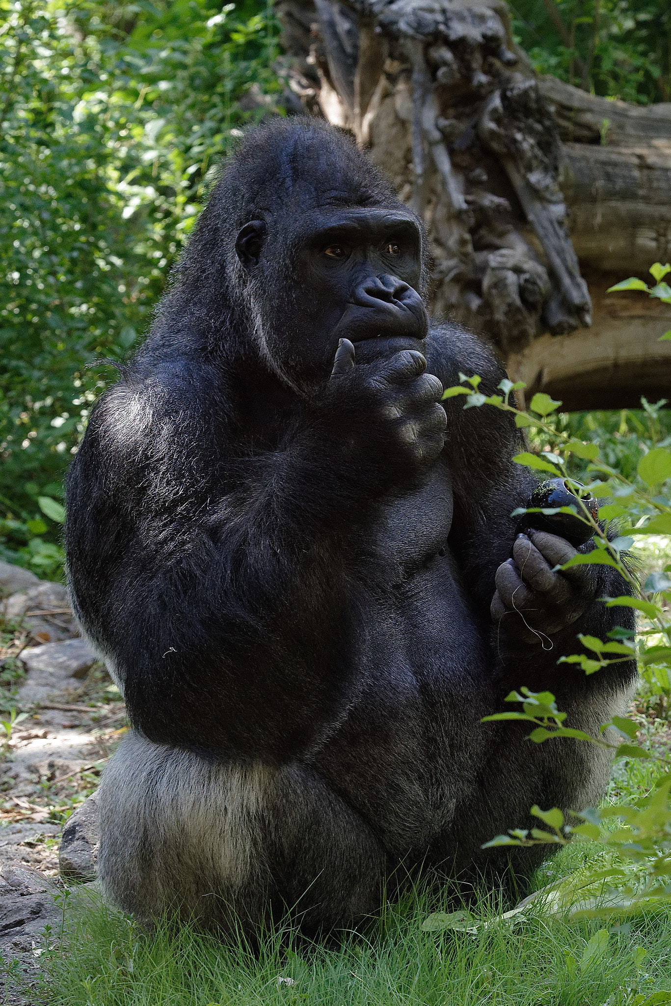 Sigma 150mm F2.8 EX DG OS Macro HSM sample photo. Lowland gorilla photography