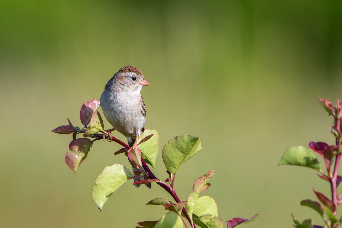 Canon EOS 7D Mark II + Canon EF 200-400mm F4L IS USM Extender 1.4x sample photo. Field sparrow photography
