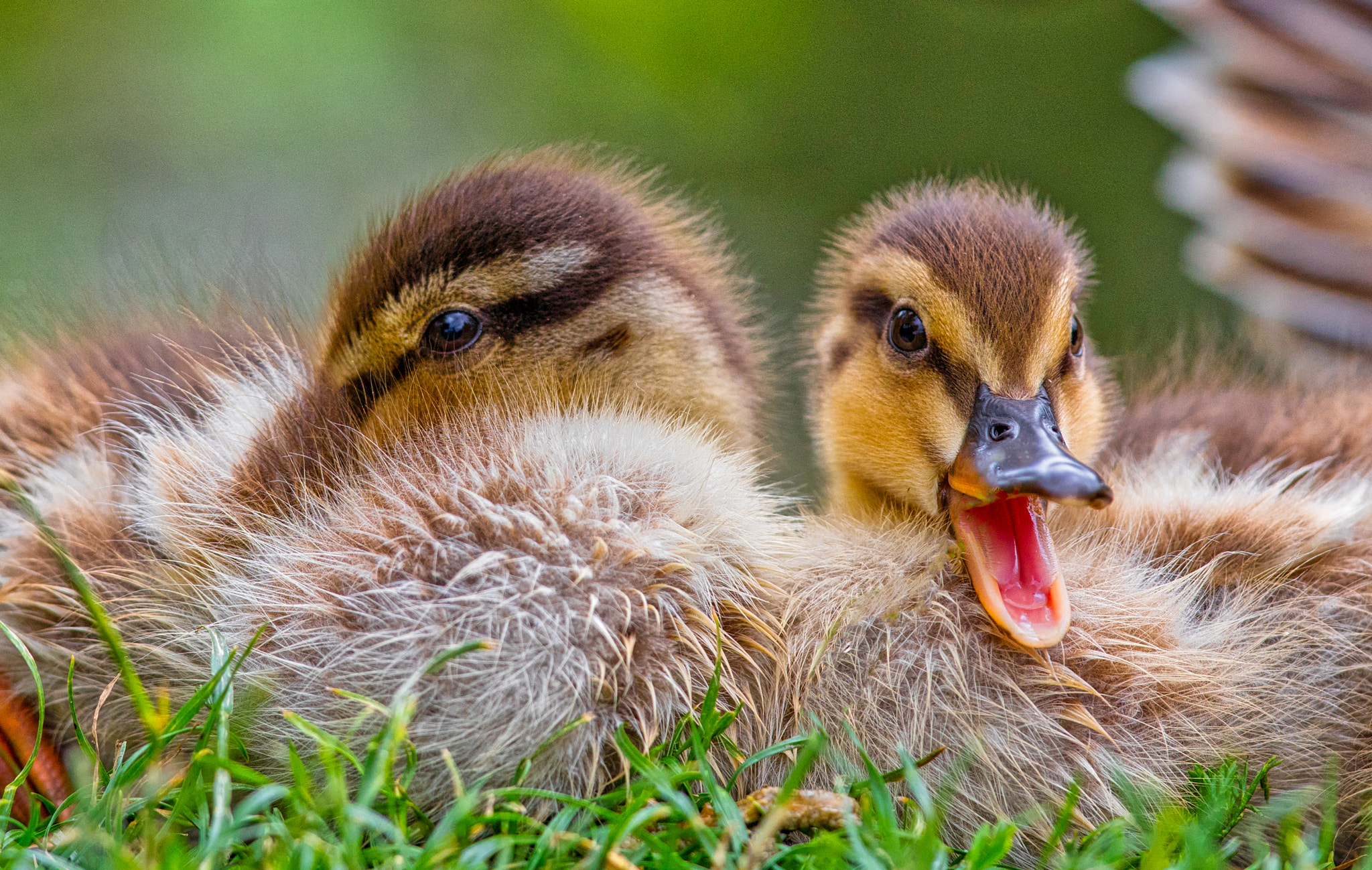 Canon EF 300mm F2.8L IS II USM sample photo. Mallard twins photography