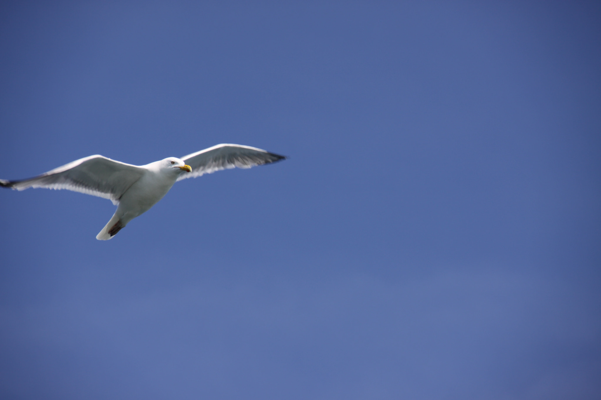 Canon EOS 50D + Sigma 18-250mm F3.5-6.3 DC OS HSM sample photo. Seagull photography