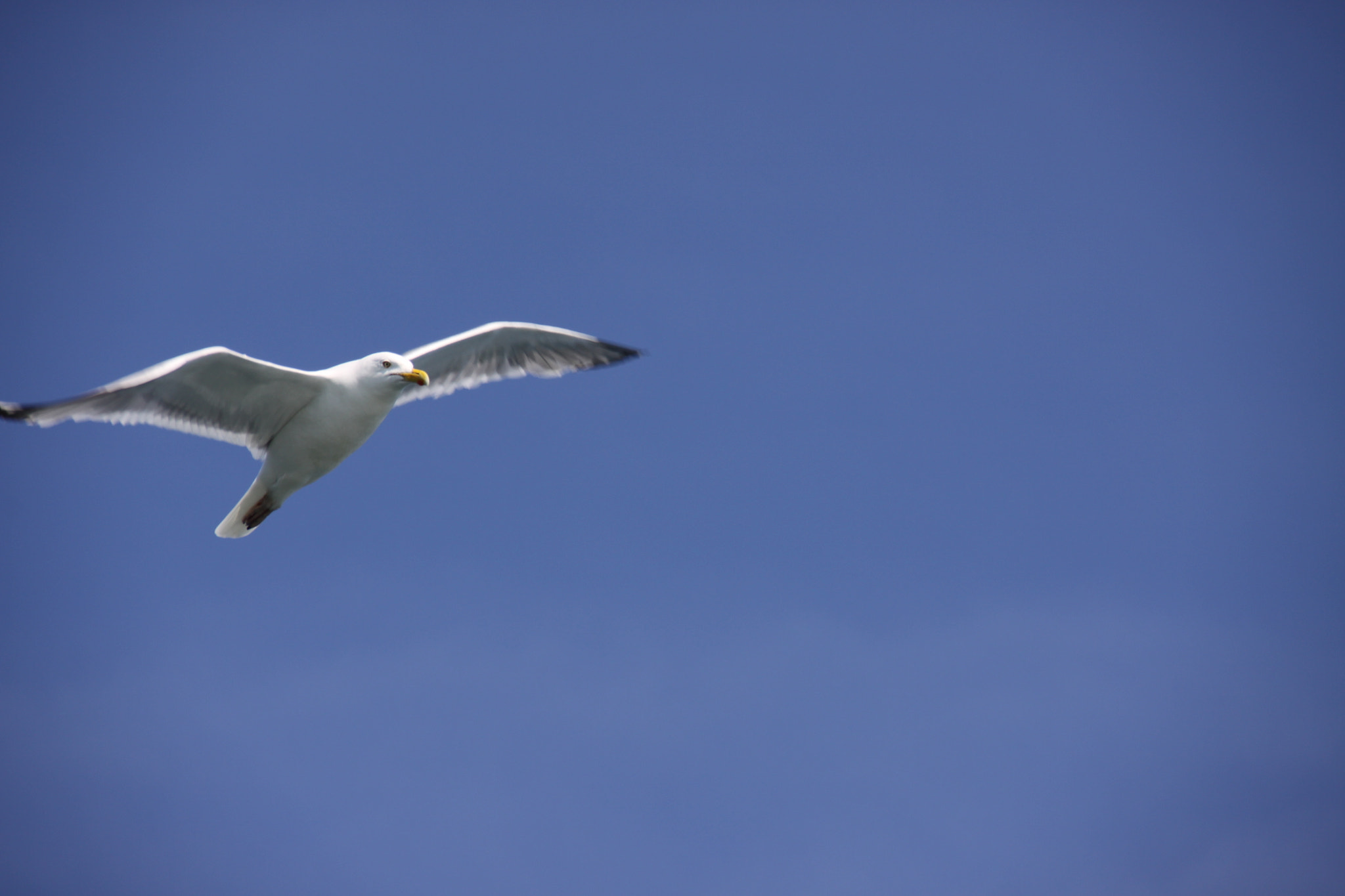 Sigma 18-250mm F3.5-6.3 DC OS HSM sample photo. Seagull photography