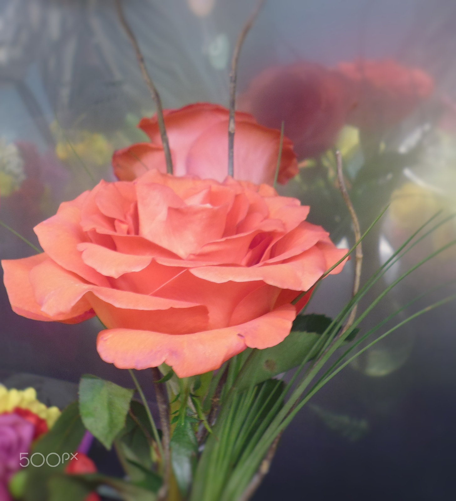 Panasonic DMC-XS1 sample photo. Hermosa rosa reflejada en tu rostro photography