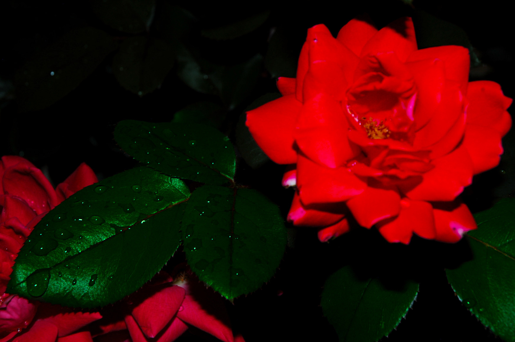 Nikon D100 sample photo. Roses in the sunset photography