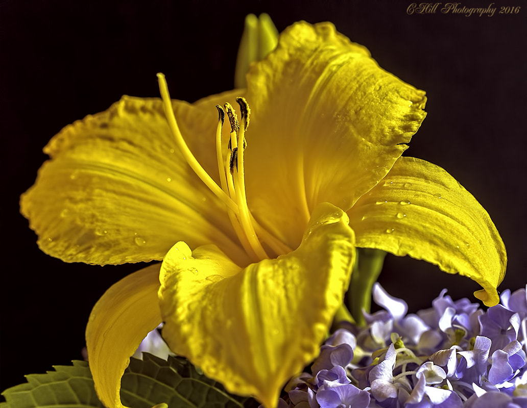 Canon EF 100mm F2.8 Macro USM sample photo. Summer bloom photography