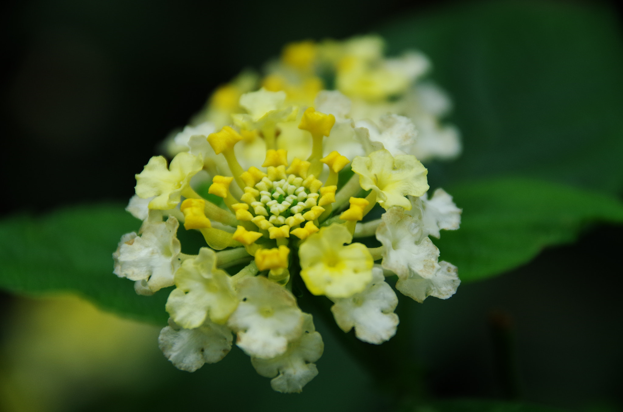 Sigma 18-250mm F3.5-6.3 DC Macro OS HSM sample photo