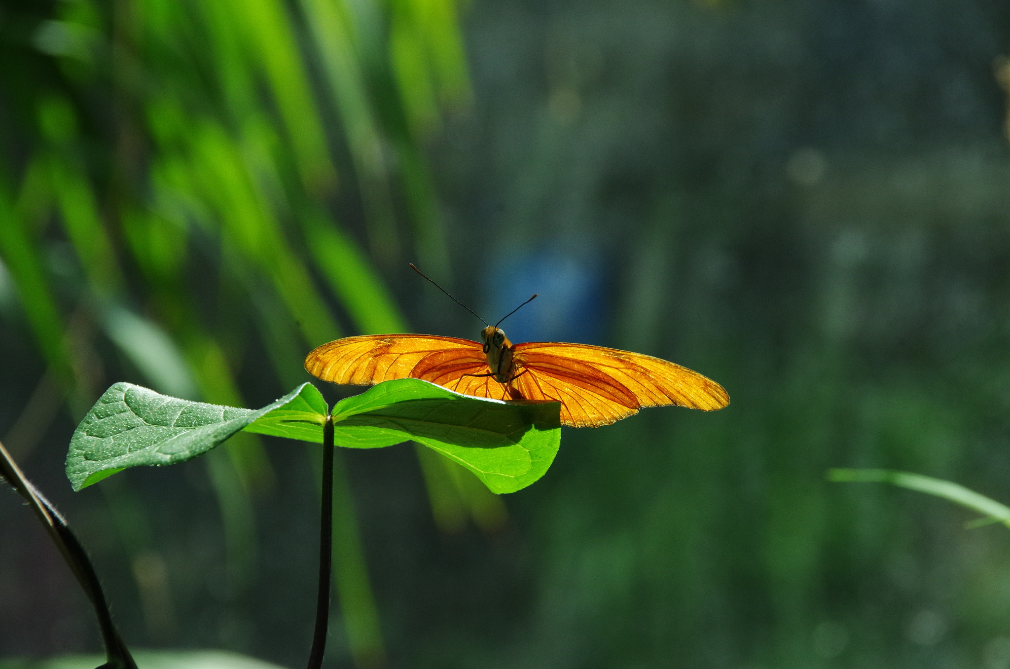 Pentax K-50 + Sigma 18-250mm F3.5-6.3 DC Macro OS HSM sample photo