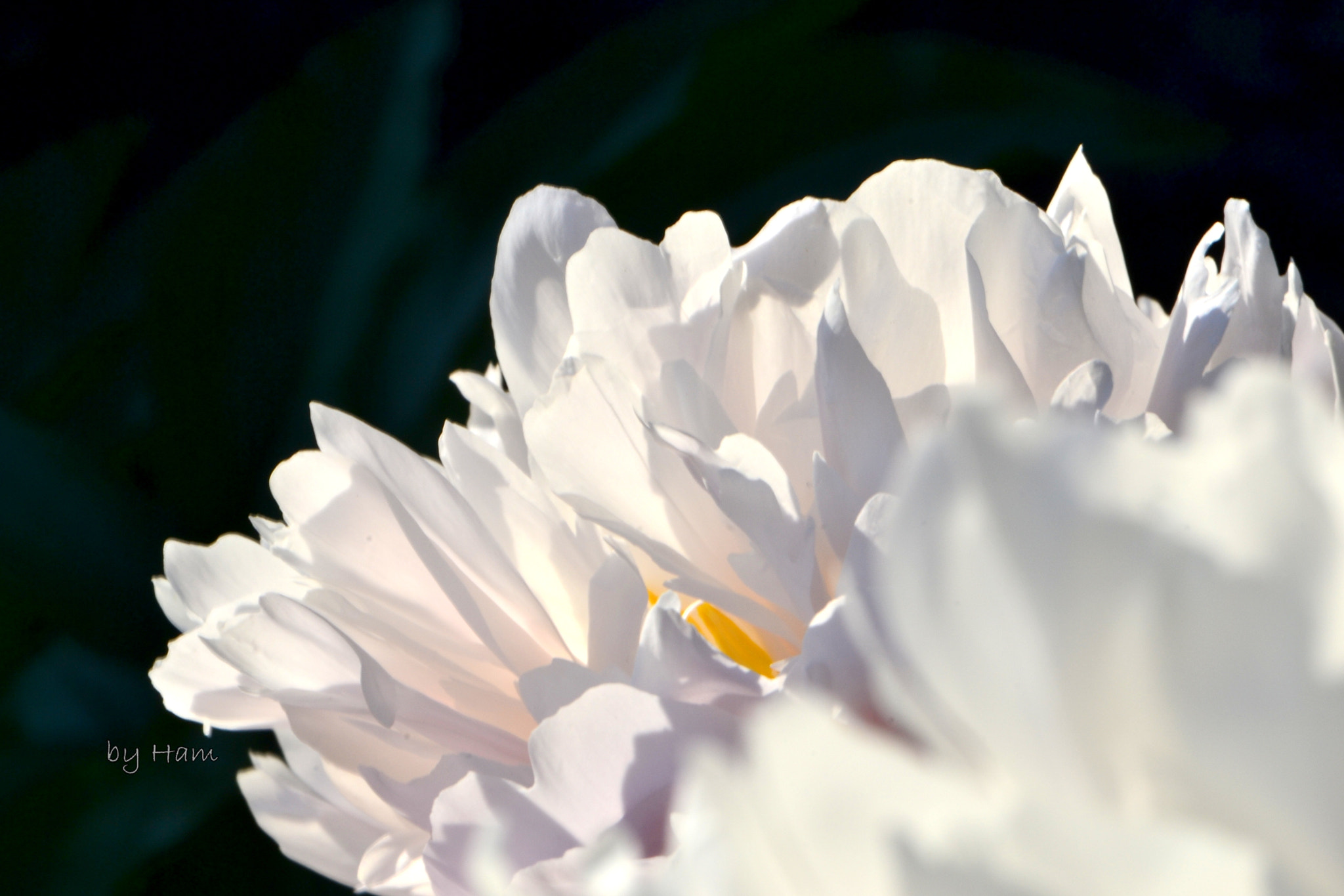 Nikon AF-S DX Micro-Nikkor 85mm F3.5G ED VR sample photo. Light of rose photography