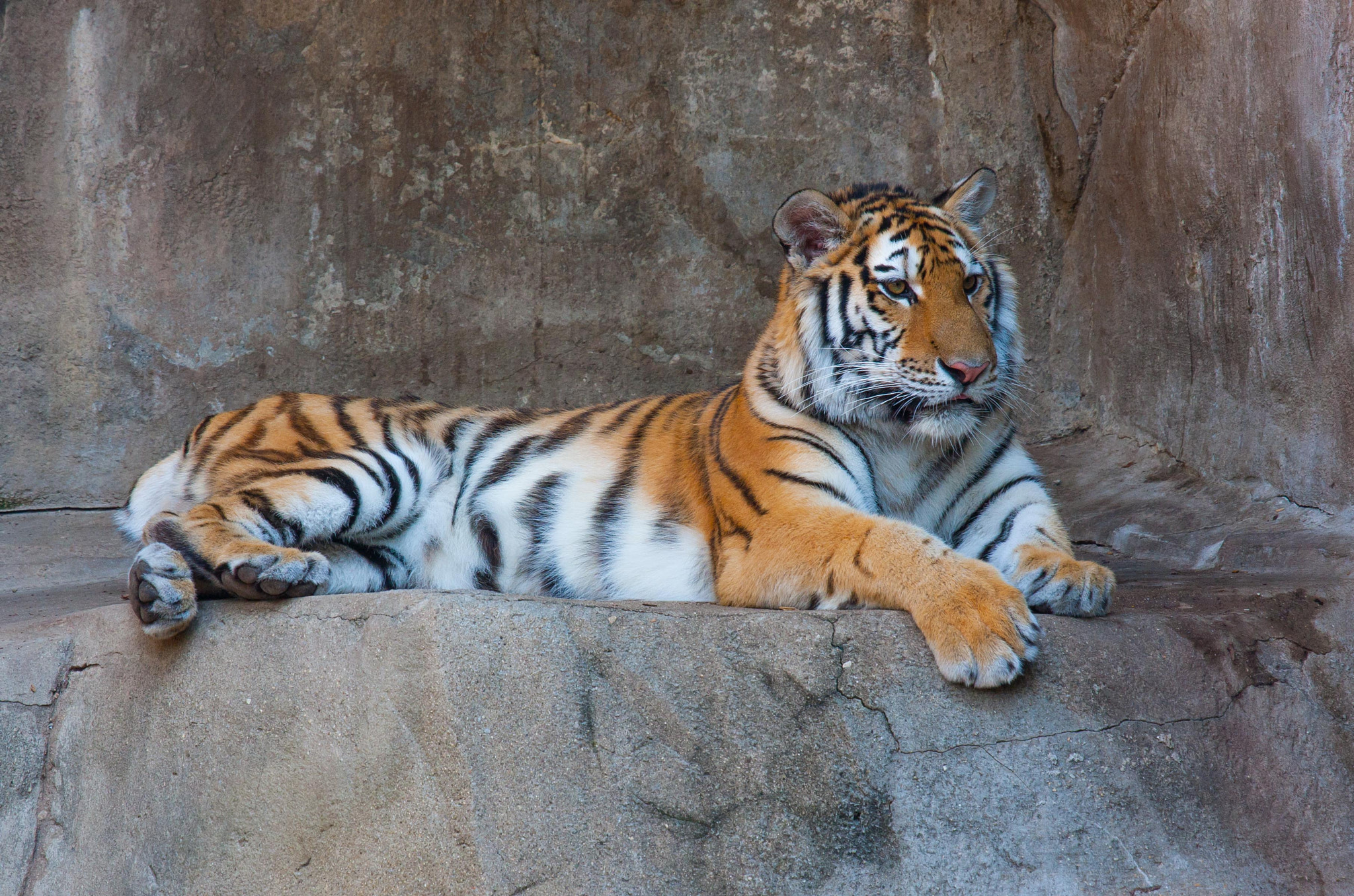 Canon EF 100-400mm F4.5-5.6L IS USM sample photo. Majestic photography