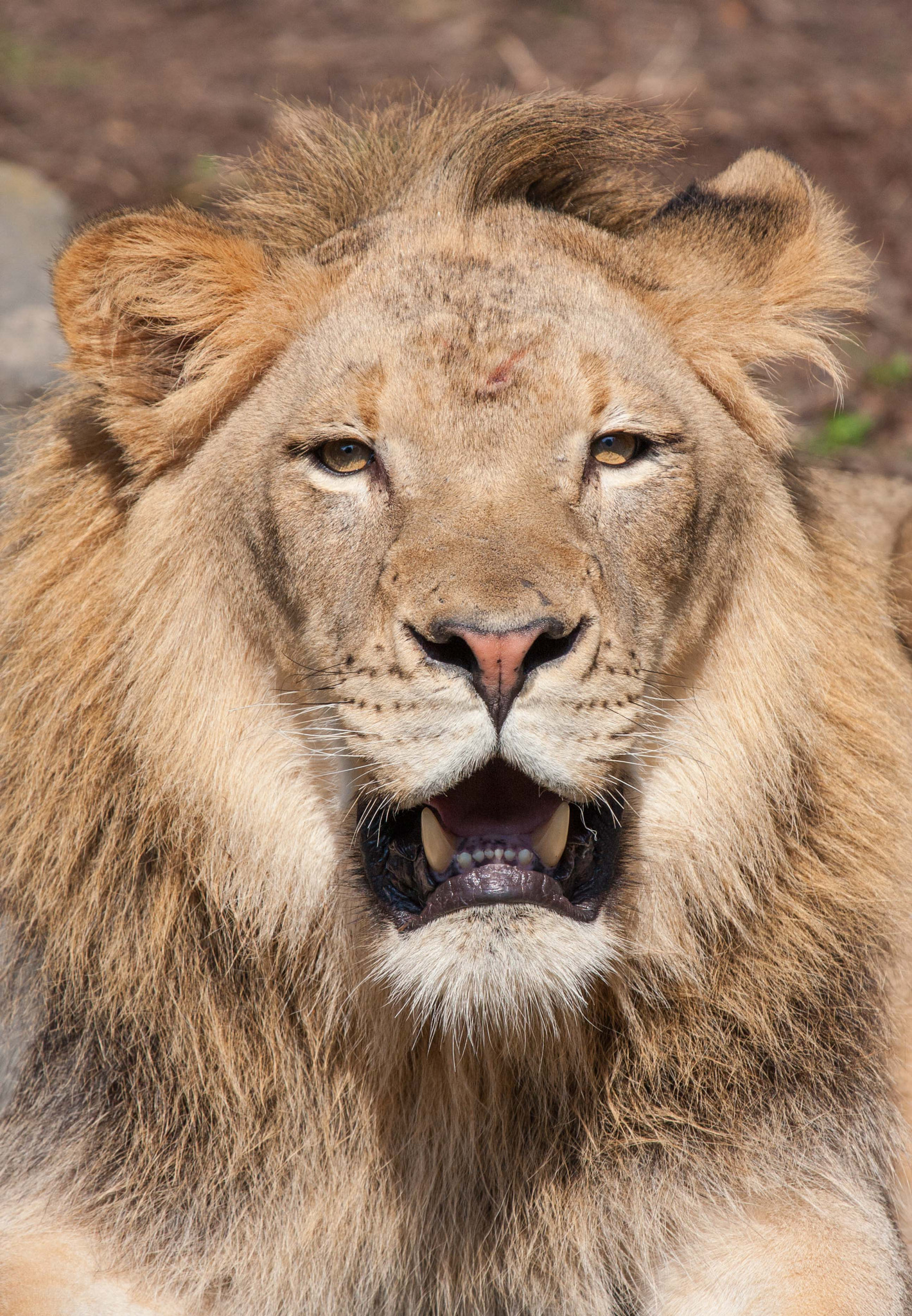 Canon EOS 40D + Canon EF 100-400mm F4.5-5.6L IS USM sample photo. King of beasts photography
