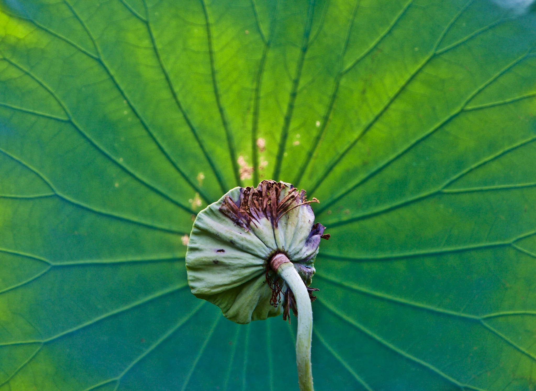 Canon EF 70-200mm F2.8L IS USM sample photo. Leaf photography
