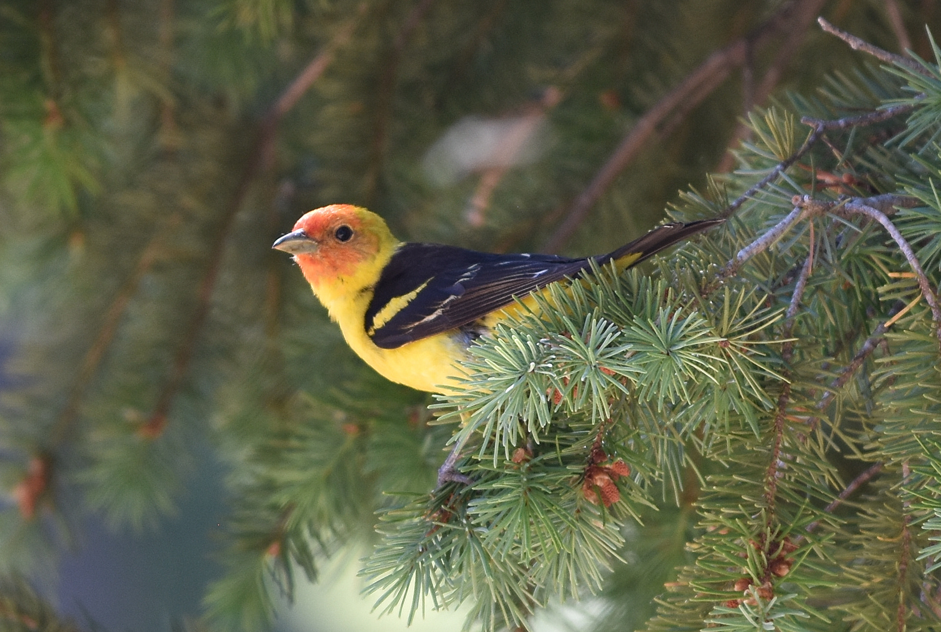 Nikon AF-S Nikkor 70-200mm F4G ED VR sample photo. Western tanager photography