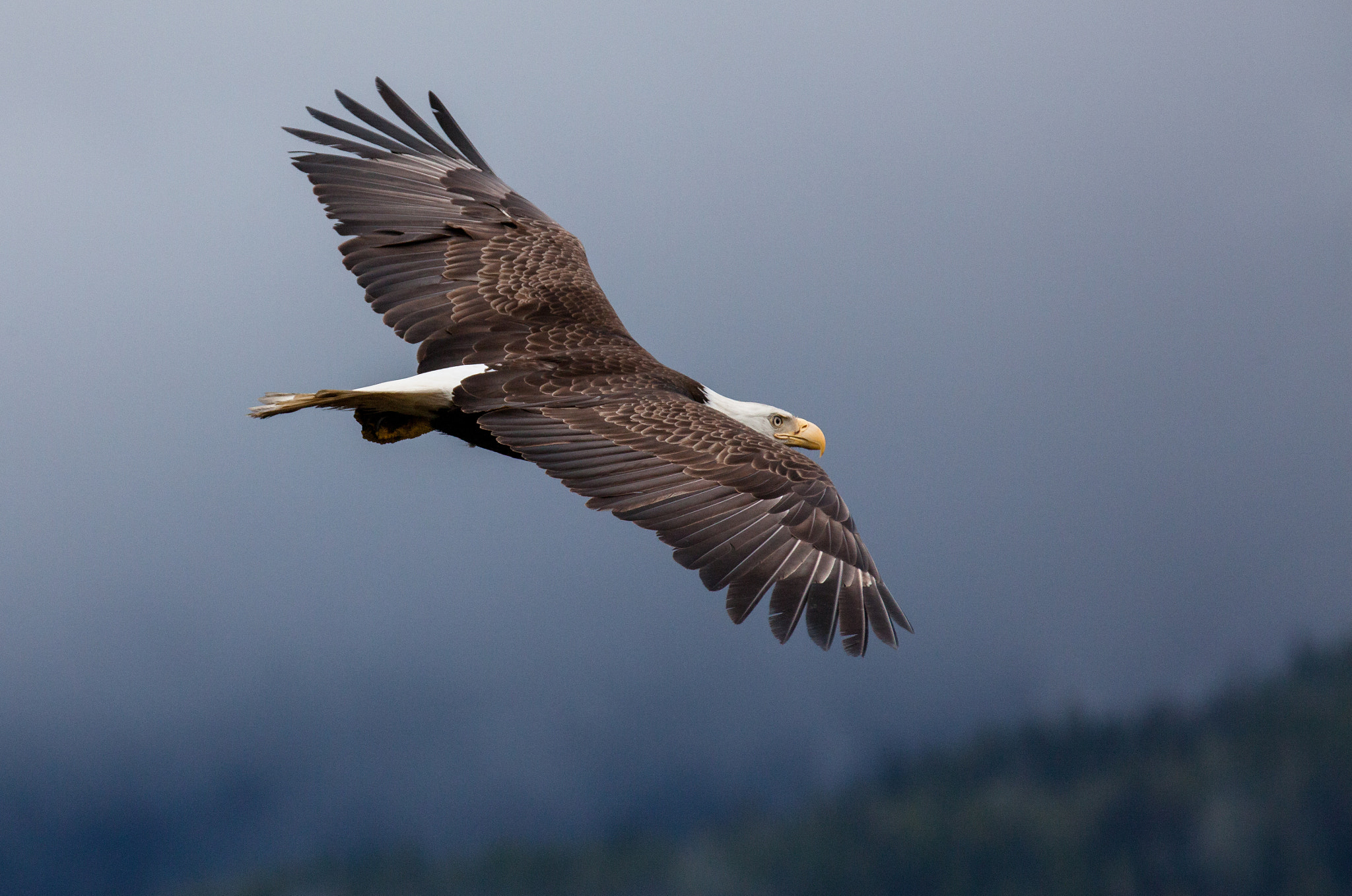 Canon EF 70-200mm F2.8L IS II USM sample photo. Soaring in the blue photography
