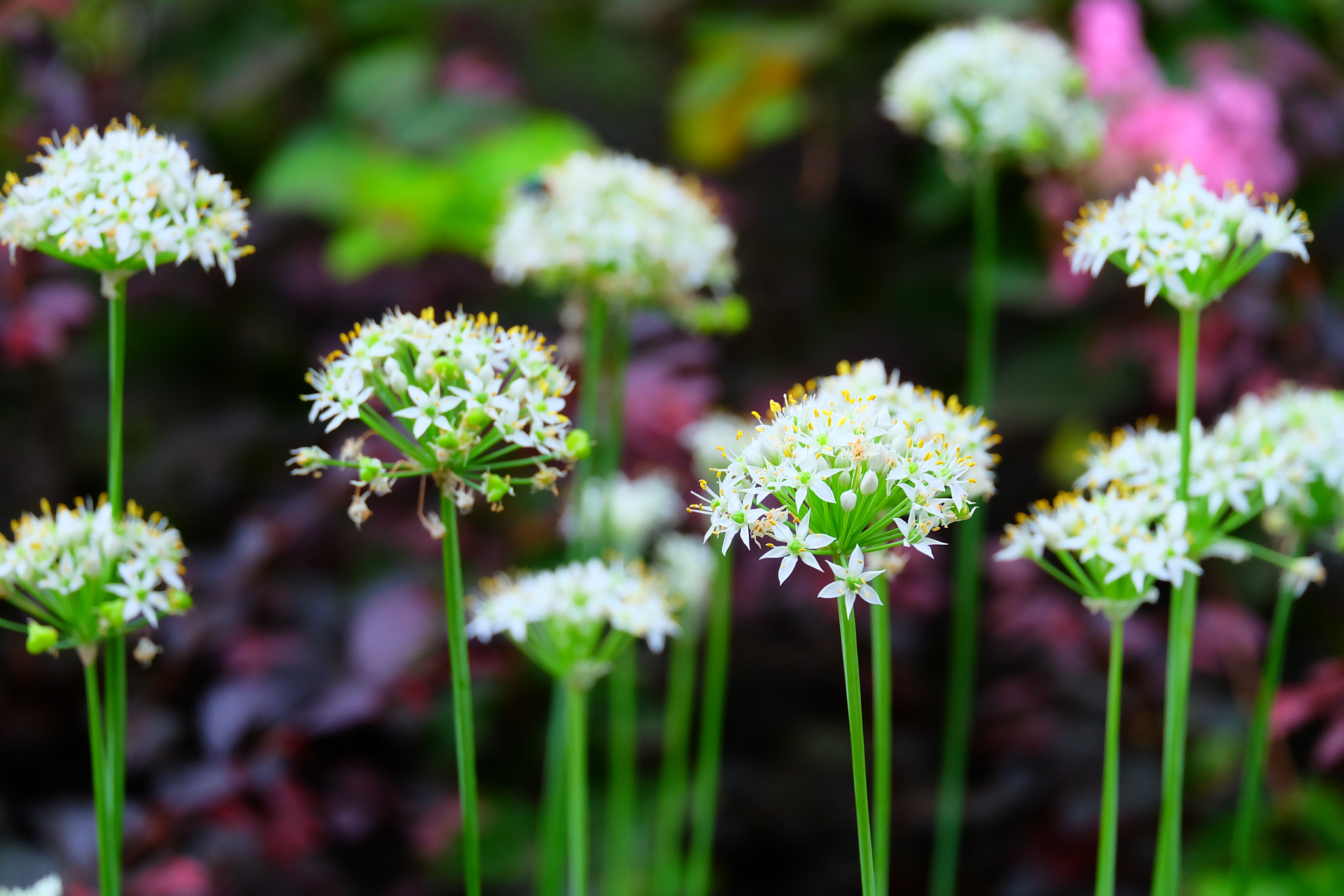 Fujifilm X-A1 + Fujifilm XC 50-230mm F4.5-6.7 OIS sample photo. Flower photography