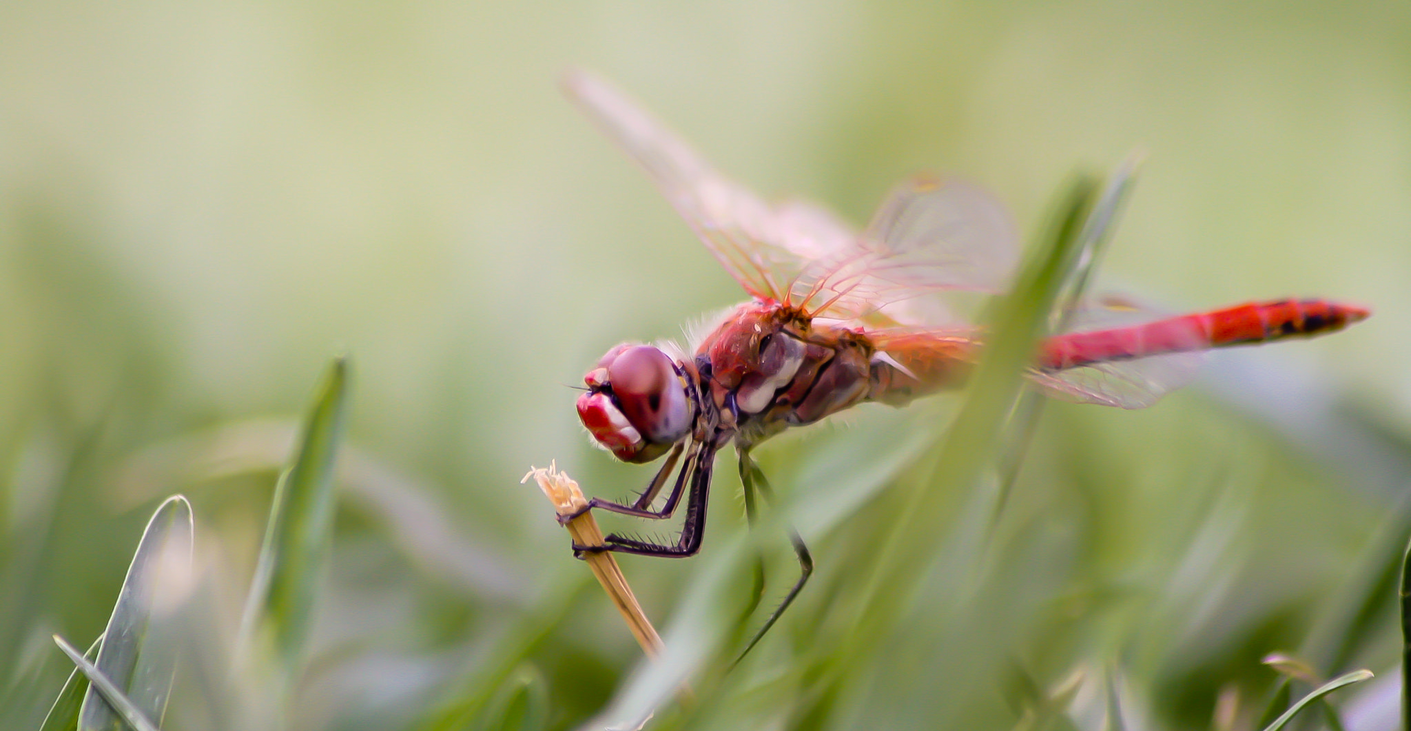 Sigma 70-300mm F4-5.6 APO DG Macro sample photo. Naturally innocent photography