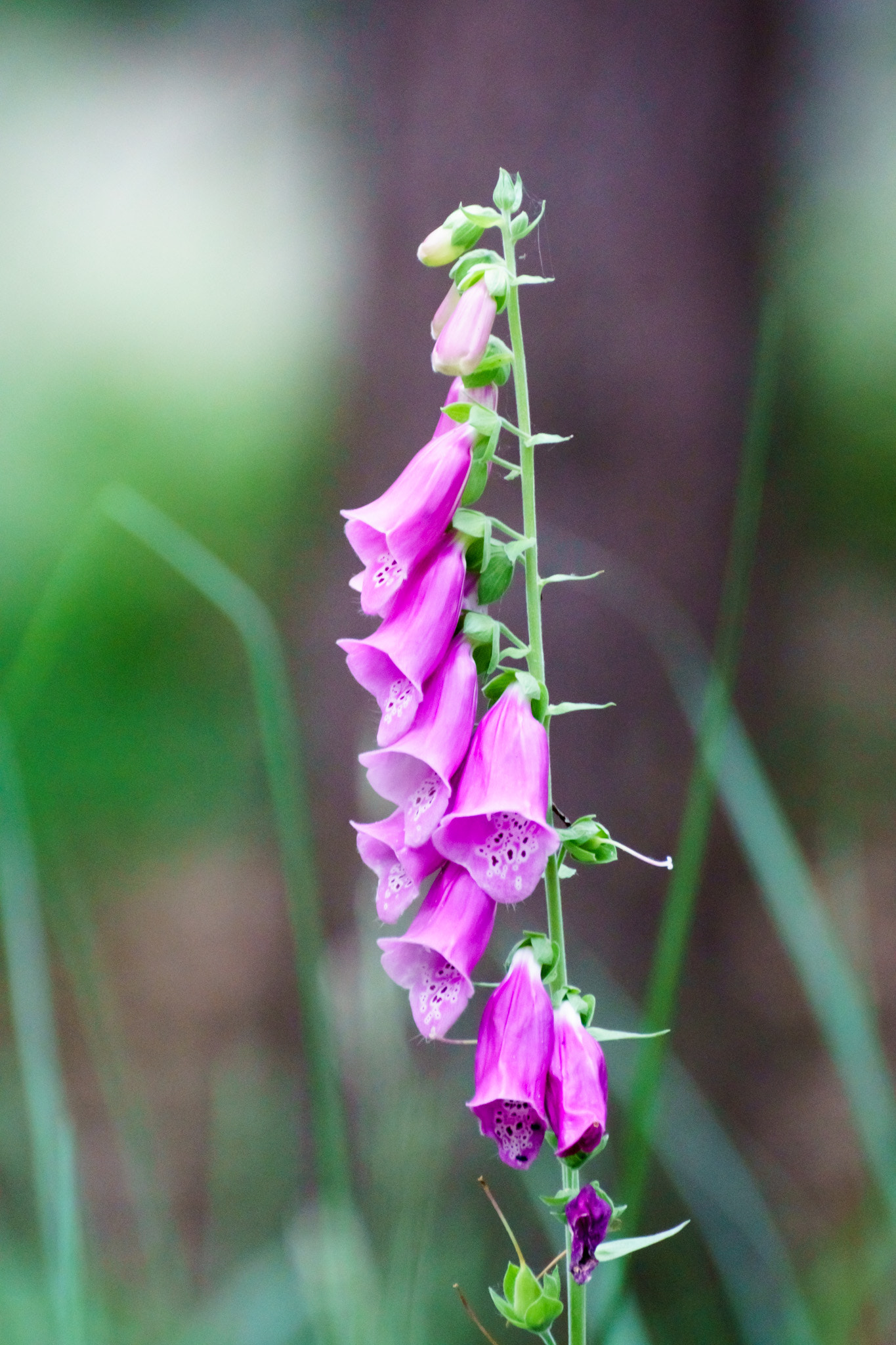 Tamron SP 70-300mm F4-5.6 Di USD sample photo. Foxglove beauty in the woods photography