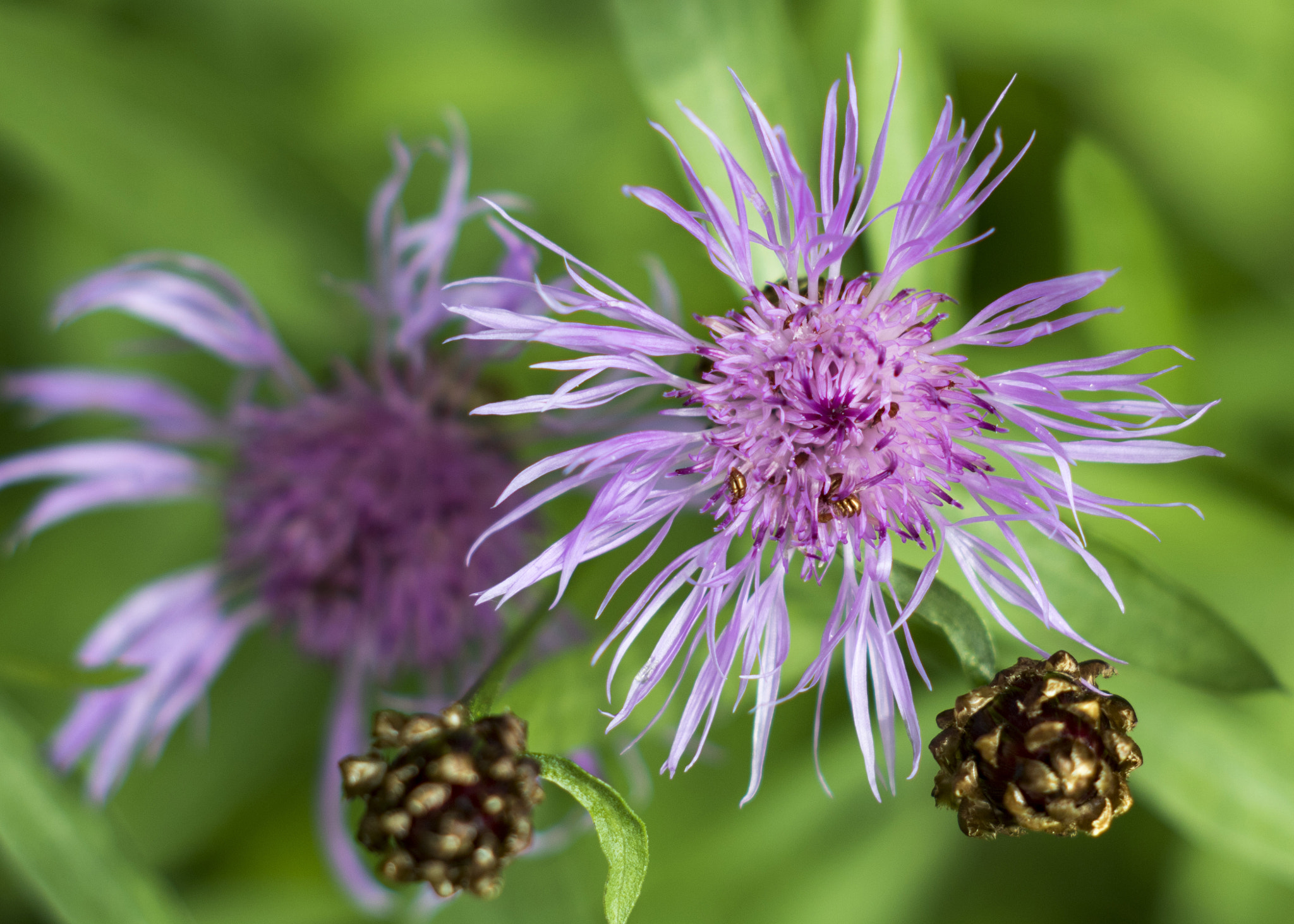 Canon EF 35-80mm f/4-5.6 sample photo. Twins photography