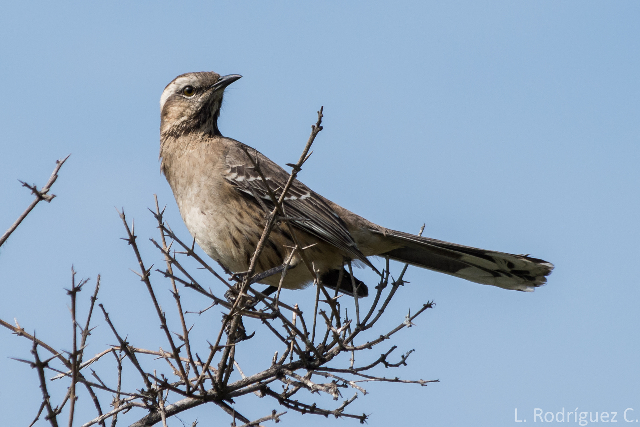 smc PENTAX-DA L 55-300mm F4-5.8 ED sample photo. Tenca - chilean mockingbird photography