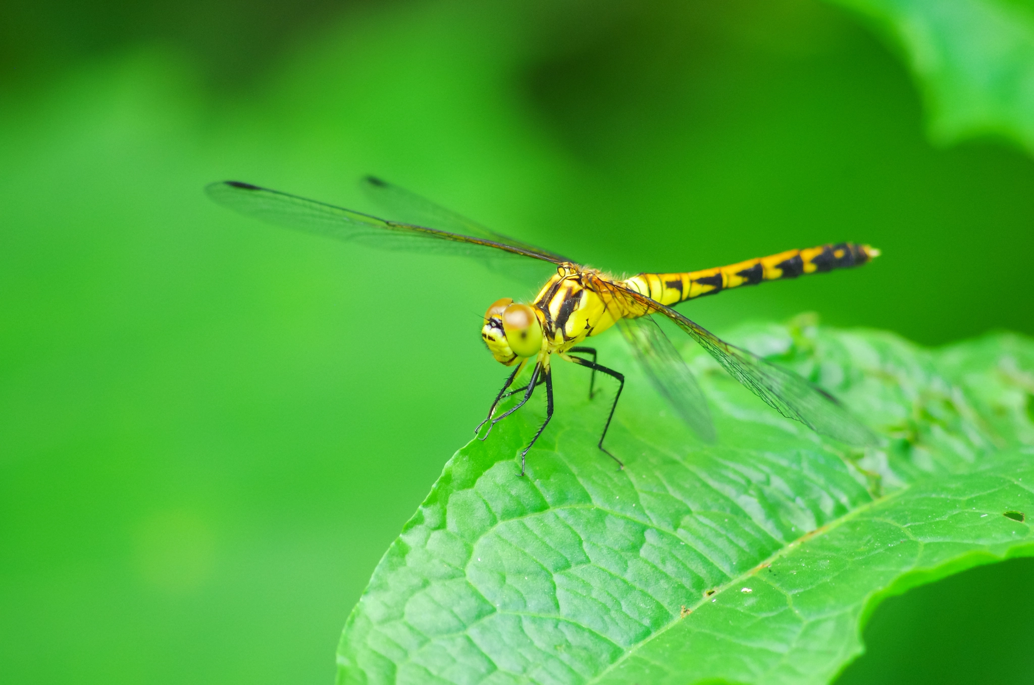 smc PENTAX-DA L 55-300mm F4-5.8 ED sample photo. Dragonfly photography