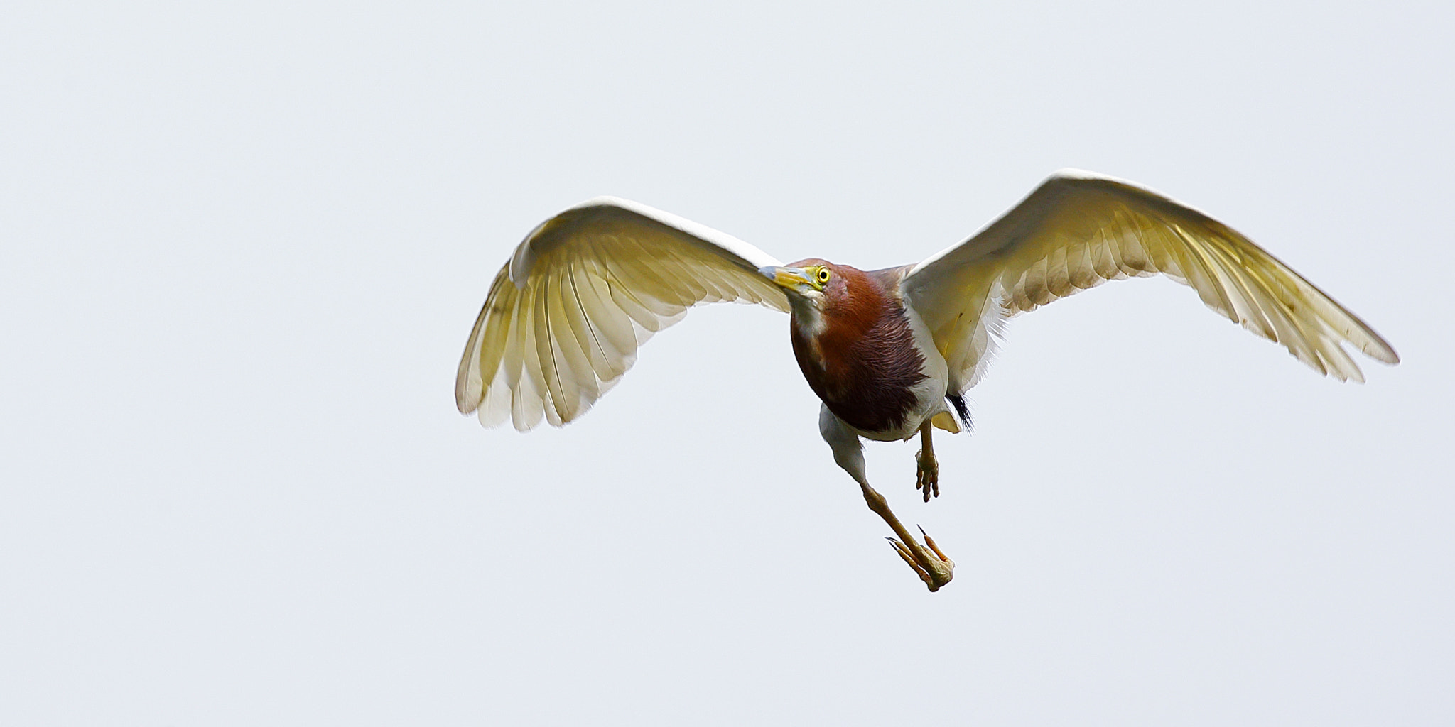 Canon EF 300mm F2.8L IS II USM sample photo. Running in the sky photography