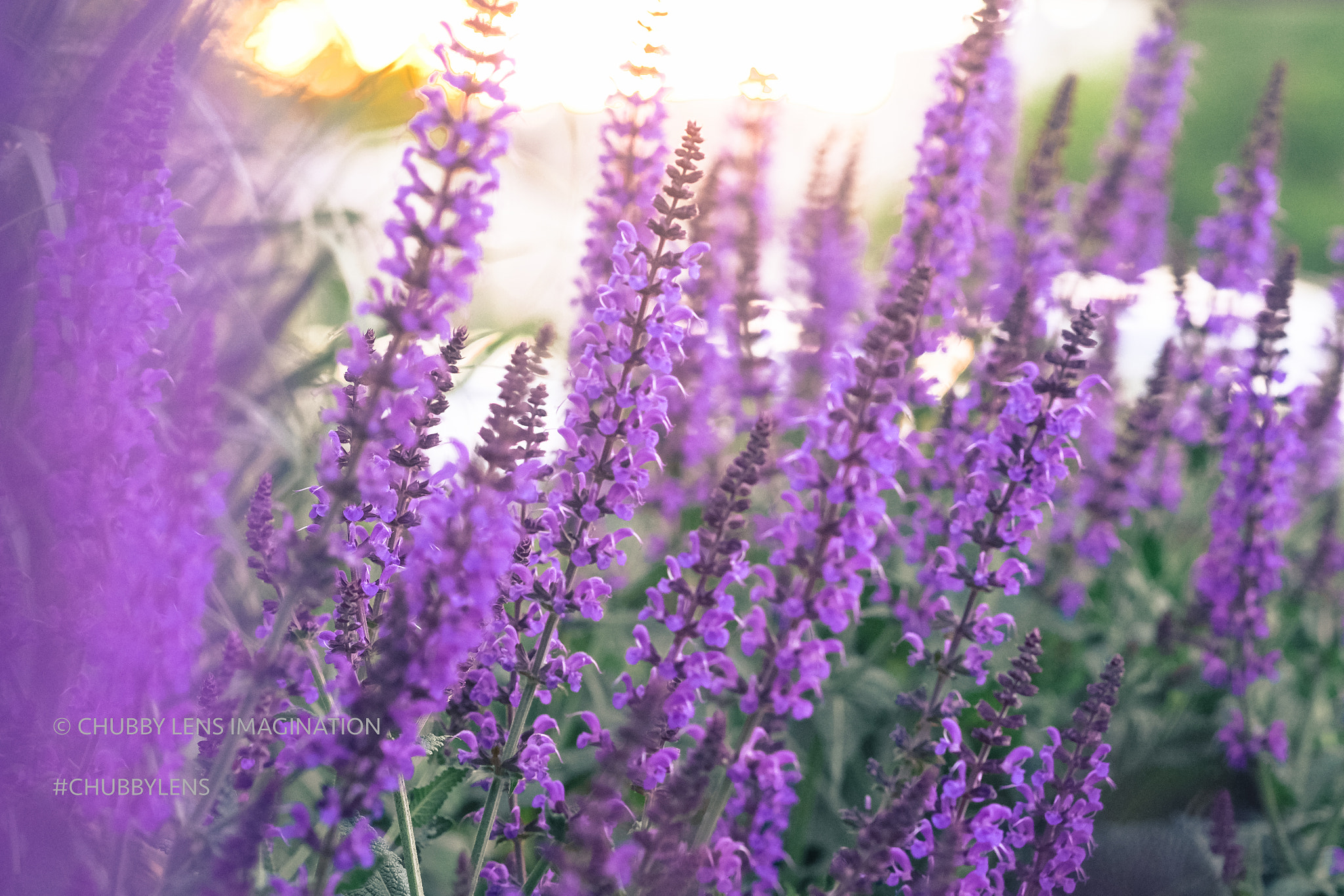 Fujifilm X-E2 + Fujifilm XF 60mm F2.4 R Macro sample photo. 26799582064.jpg photography