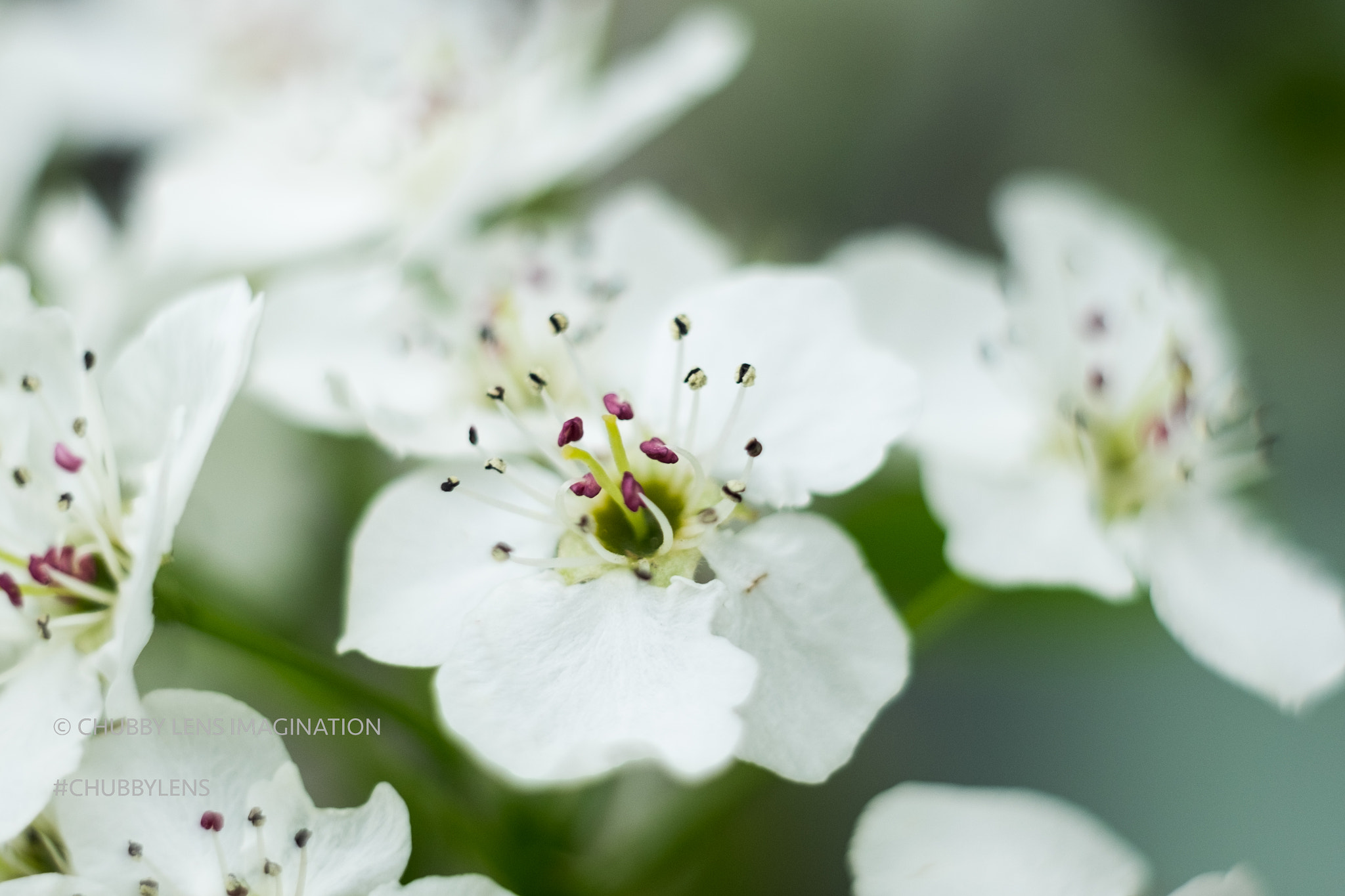 Fujifilm X-E2 + Fujifilm XF 60mm F2.4 R Macro sample photo. 27016699875.jpg photography