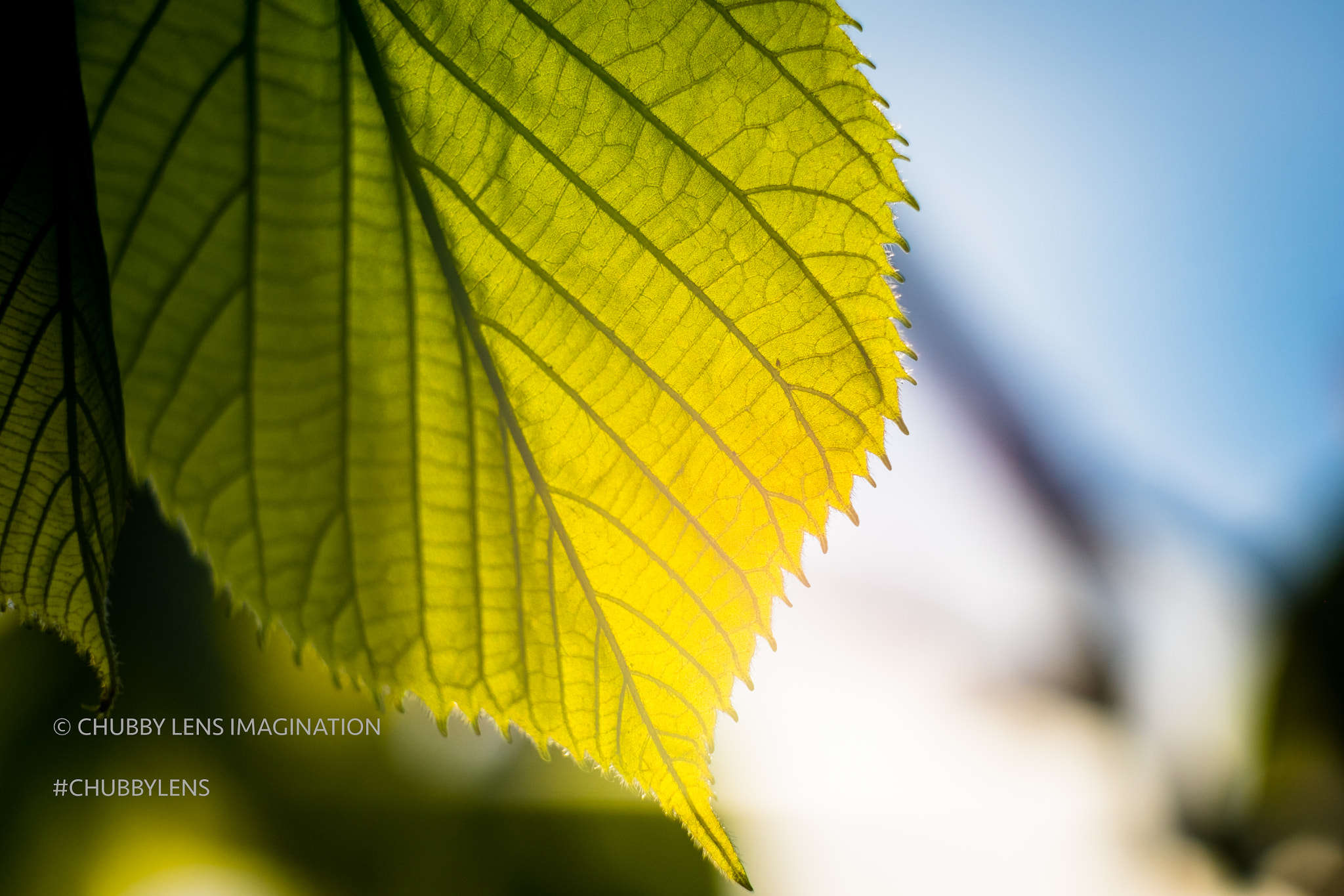 Fujifilm X-E2 + Fujifilm XF 60mm F2.4 R Macro sample photo. 26870533662.jpg photography