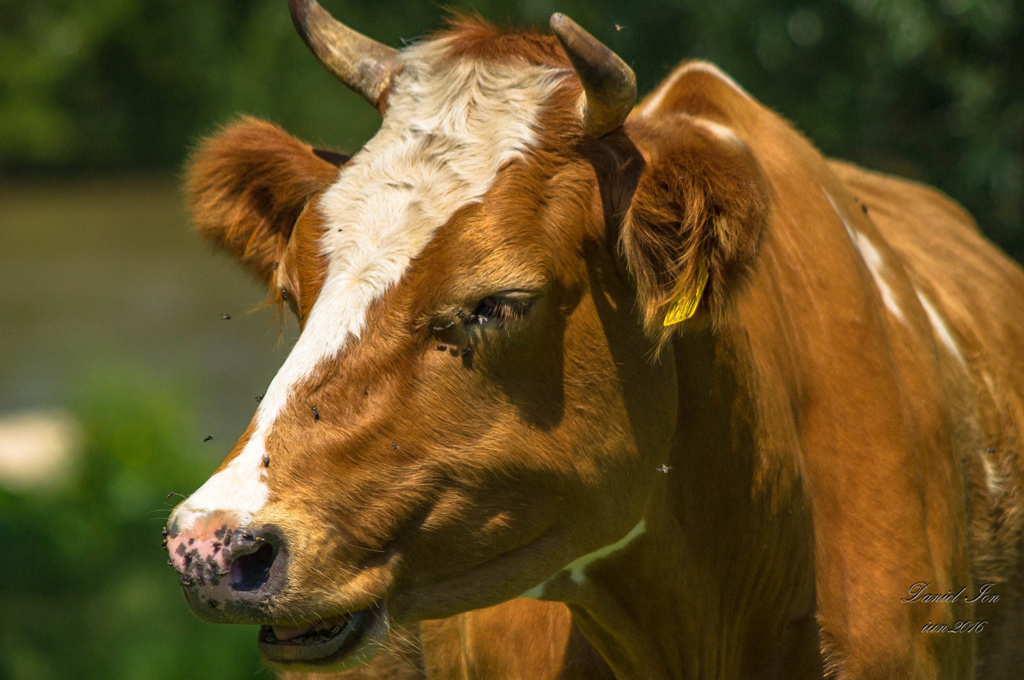 smc PENTAX-FA 80-320mm F4.5-5.6 sample photo. Cow photography