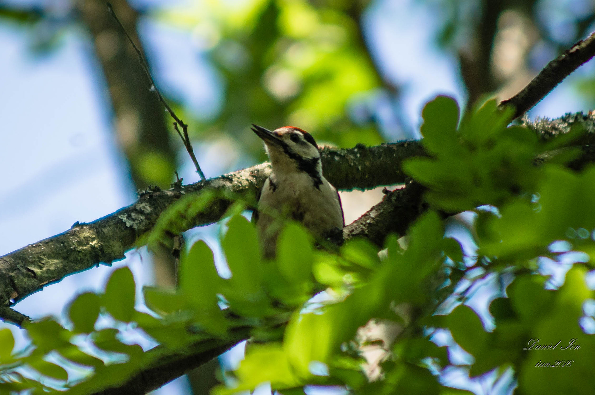 Pentax K-x sample photo. Dendrocopos major photography