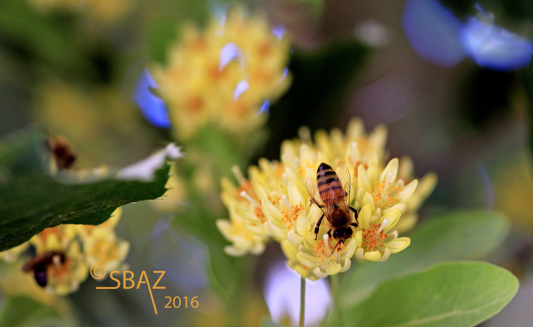 Canon EOS 6D + Canon EF 100mm F2.8 Macro USM sample photo. Honeybee photography
