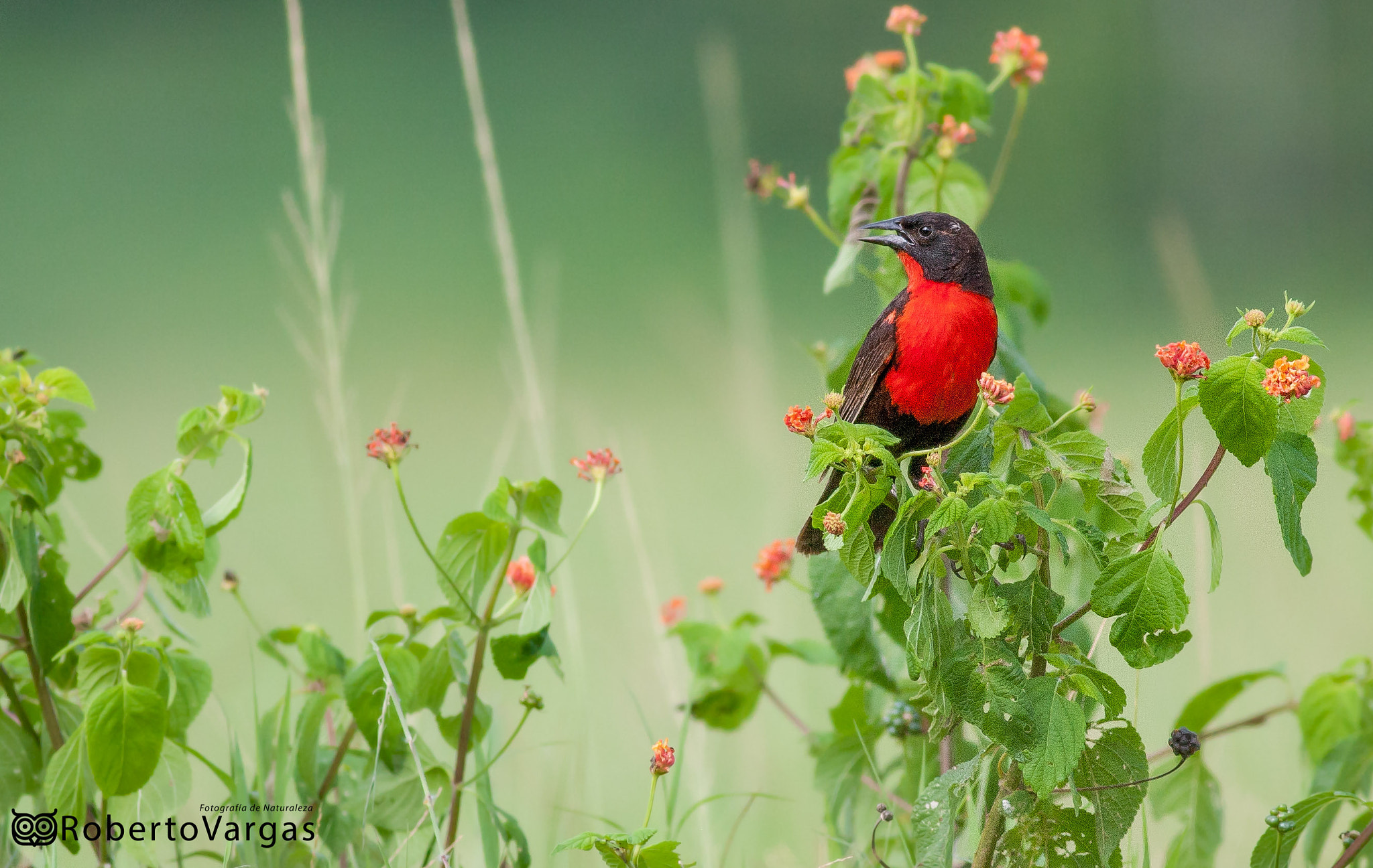 Canon EOS 40D + Canon EF 400mm F5.6L USM sample photo. Sturnella millitaris // tordo pechirrojo // red breasted blackbird photography