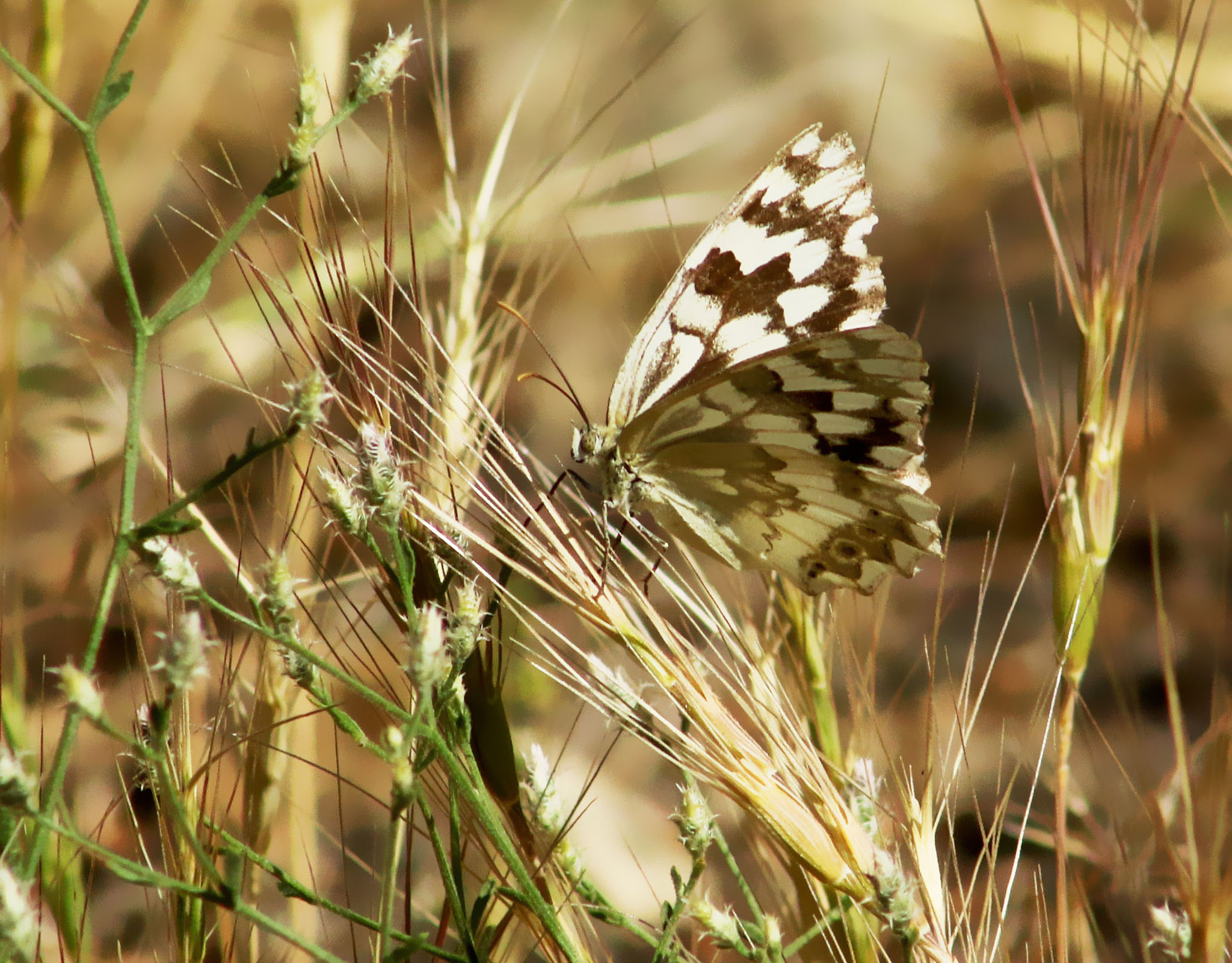 EF75-300mm f/4-5.6 sample photo. 11284.jpg photography