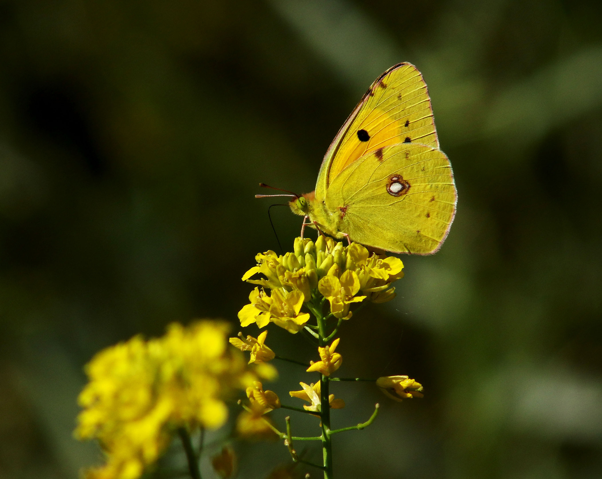 EF75-300mm f/4-5.6 sample photo. Butterfly photography