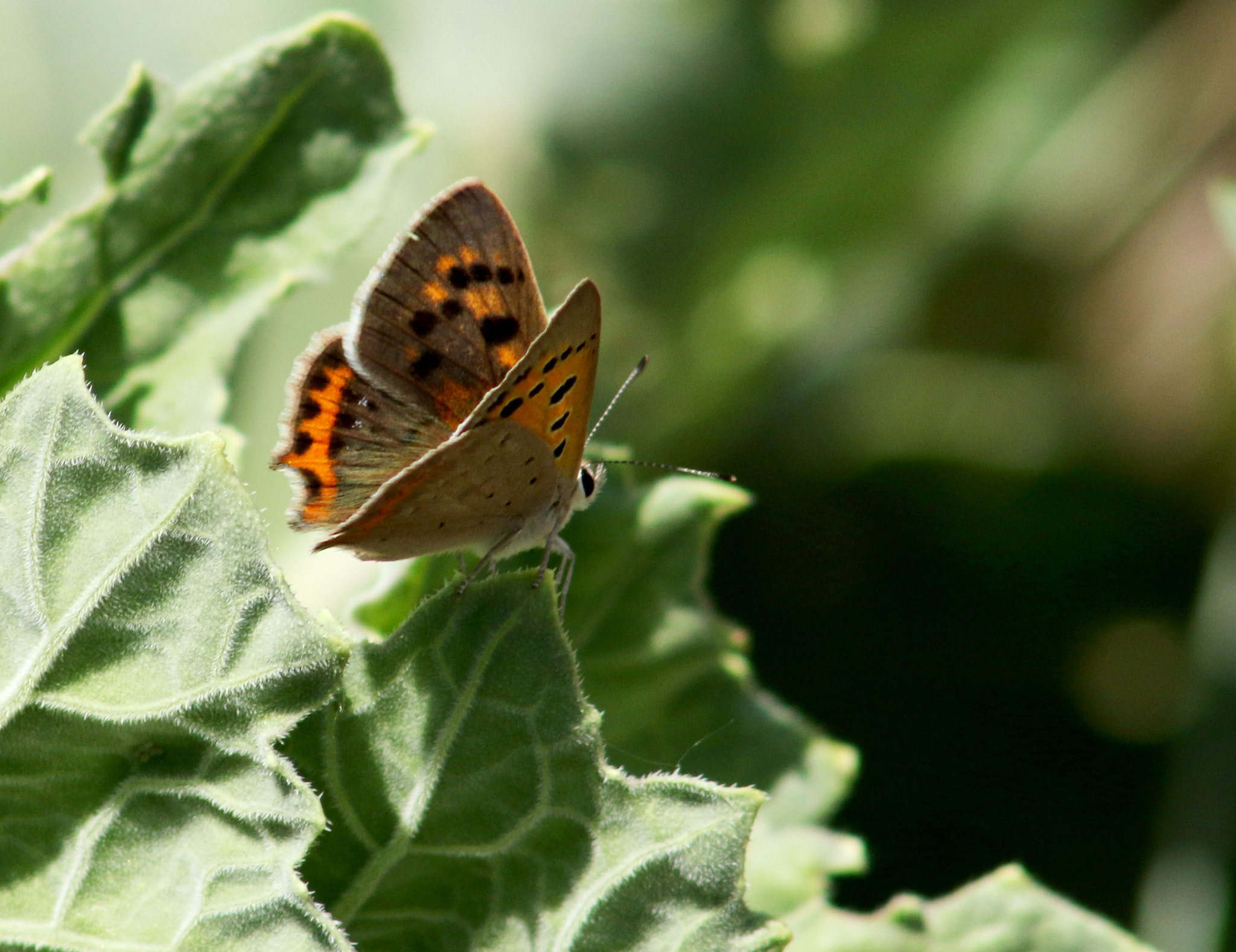 EF75-300mm f/4-5.6 sample photo. 11309.jpg photography