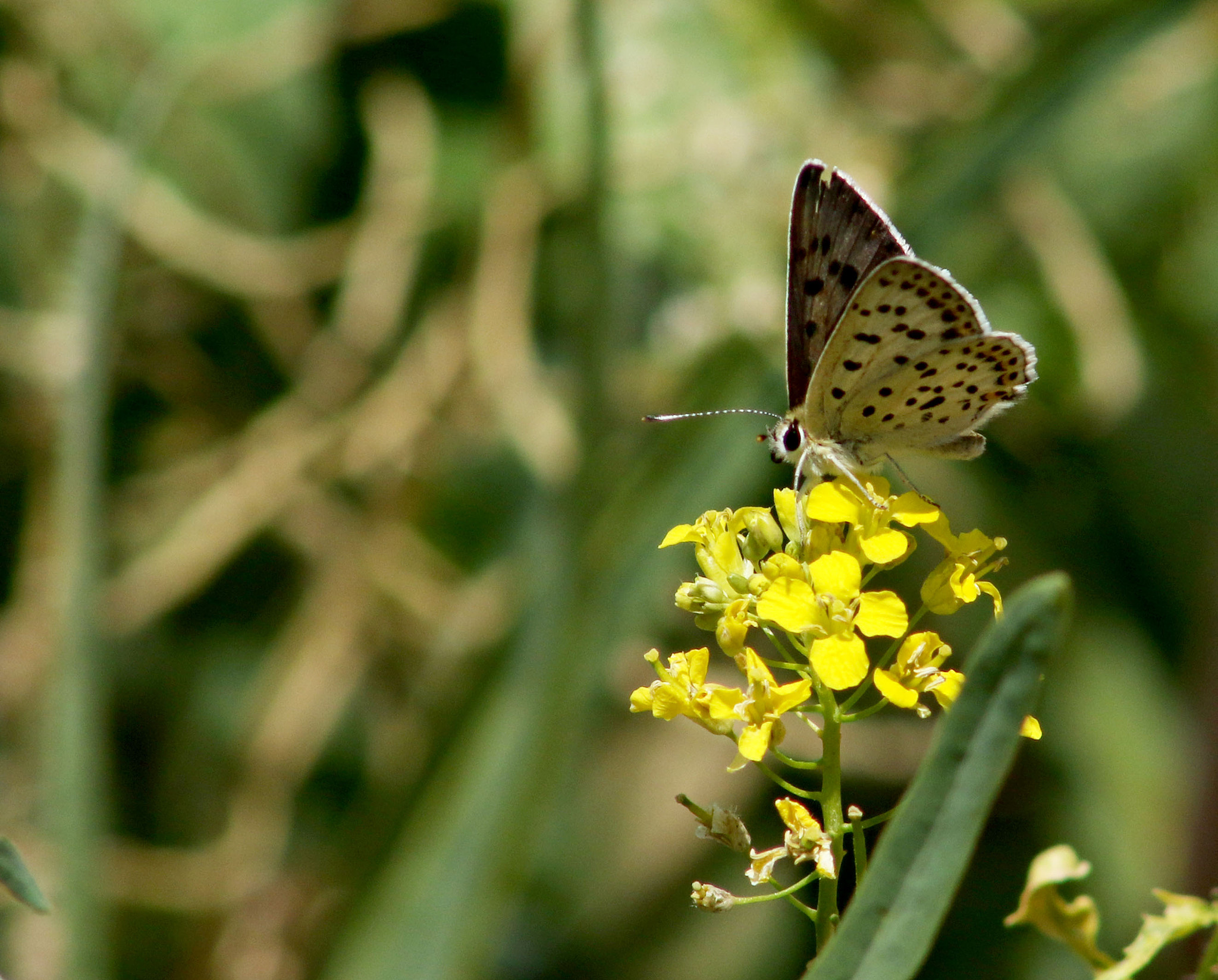 EF75-300mm f/4-5.6 sample photo. 11310.jpg photography