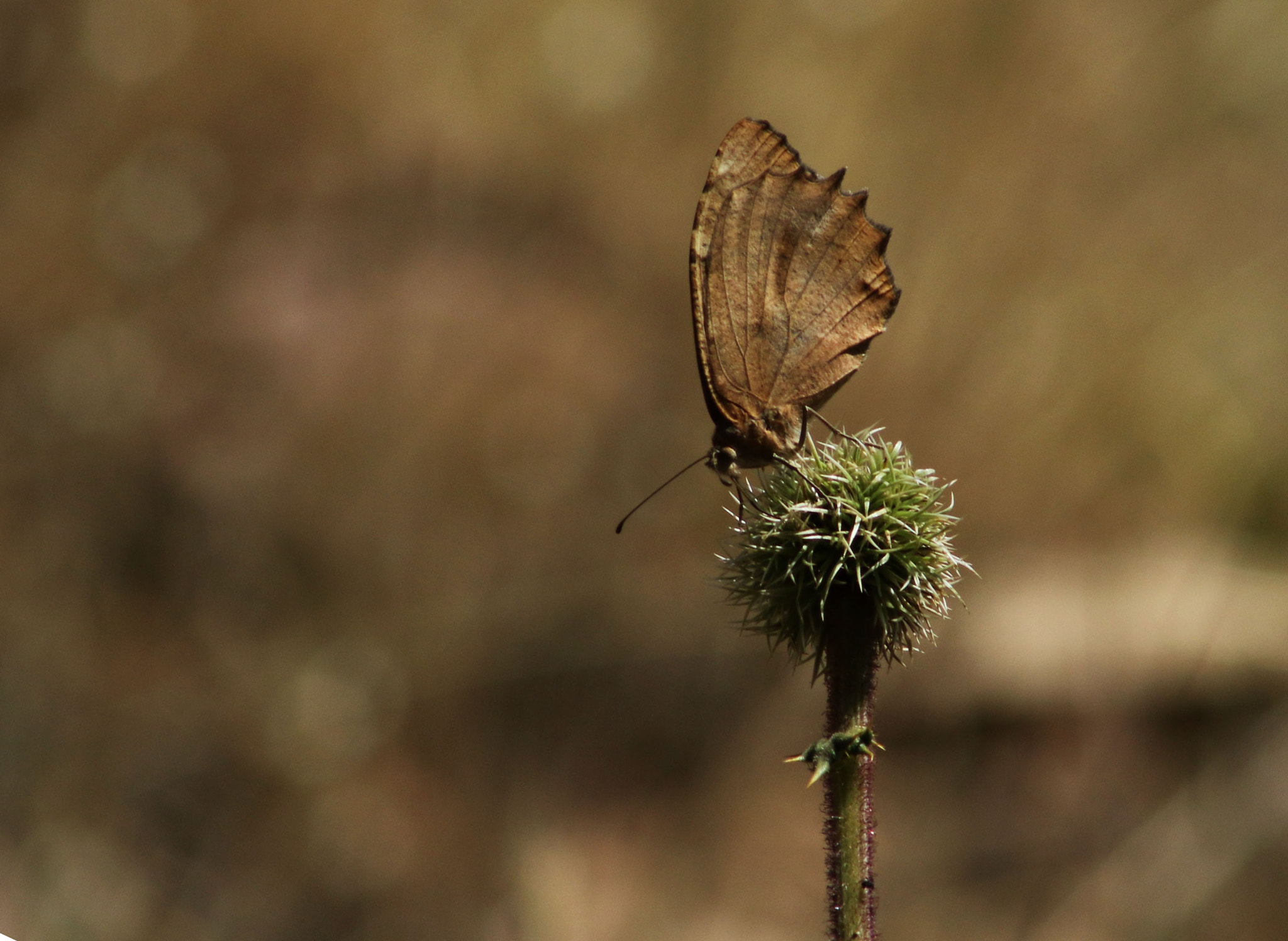 EF75-300mm f/4-5.6 sample photo. 11307.jpg photography