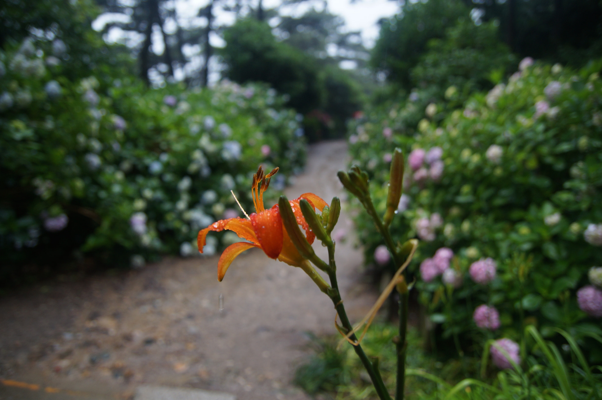 Sony SLT-A57 + Tamron Lens (255) sample photo. #flower#korea#pusan photography