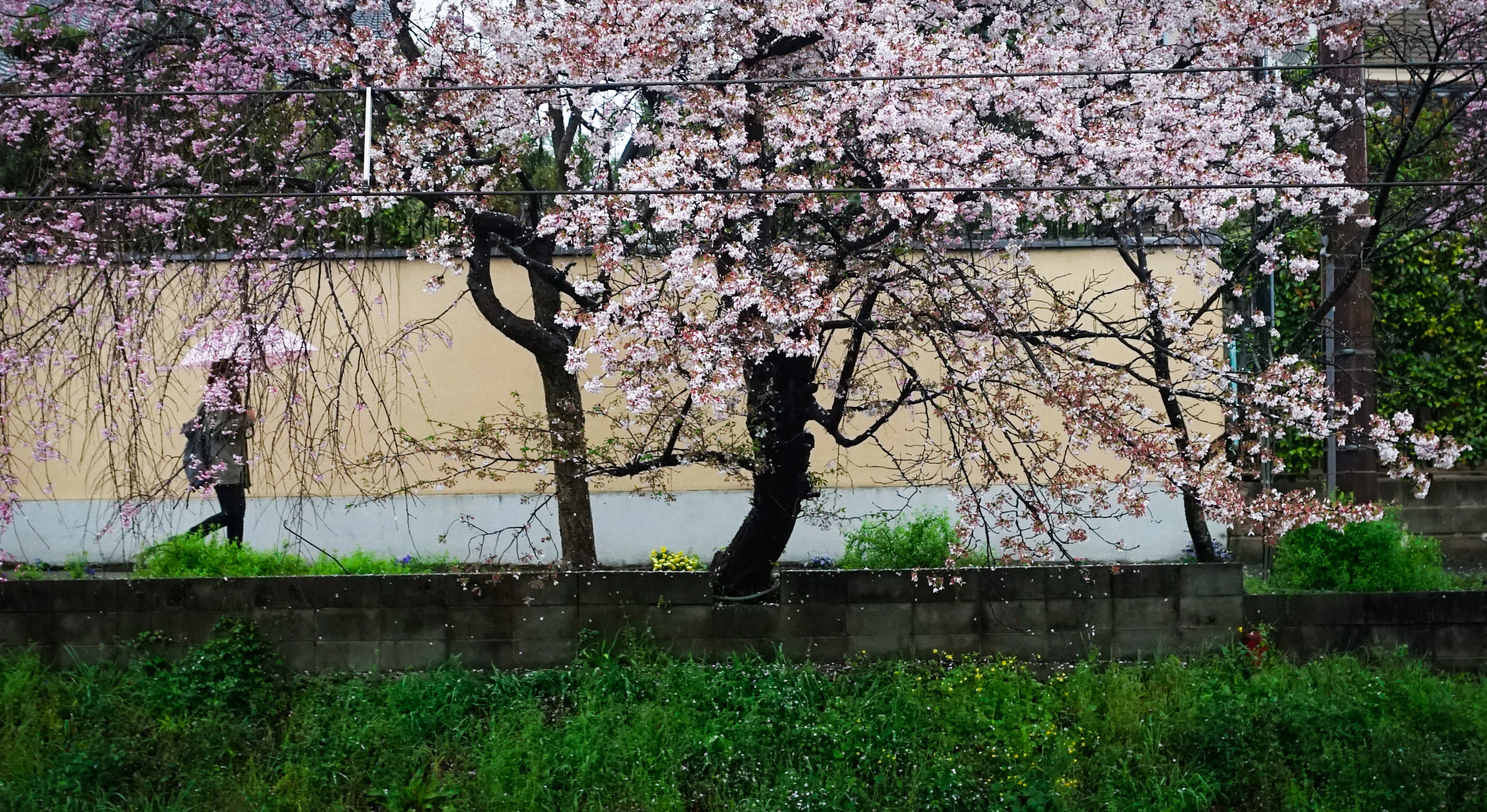 Sony a7 + Sony DT 16-50mm F2.8 SSM sample photo. Cherry blossom in kyoto photography