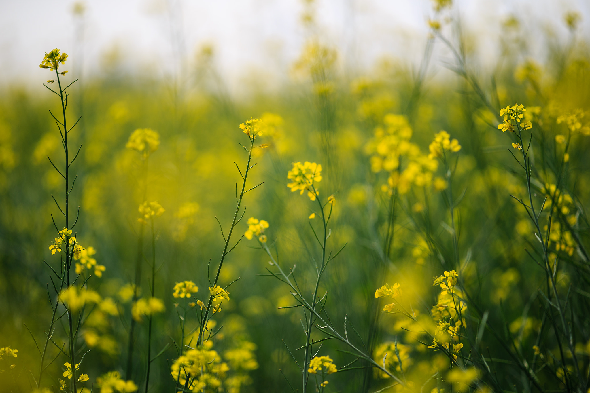 ZEISS Apo Sonnar T* 135mm F2 sample photo. Fade to gold photography