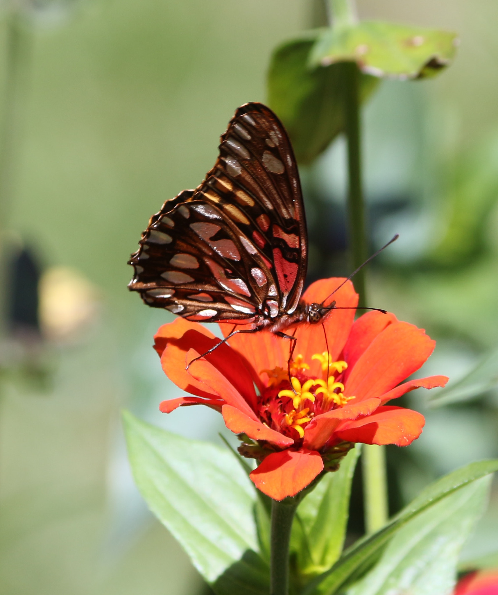 Canon EF-S 55-250mm F4-5.6 IS II sample photo
