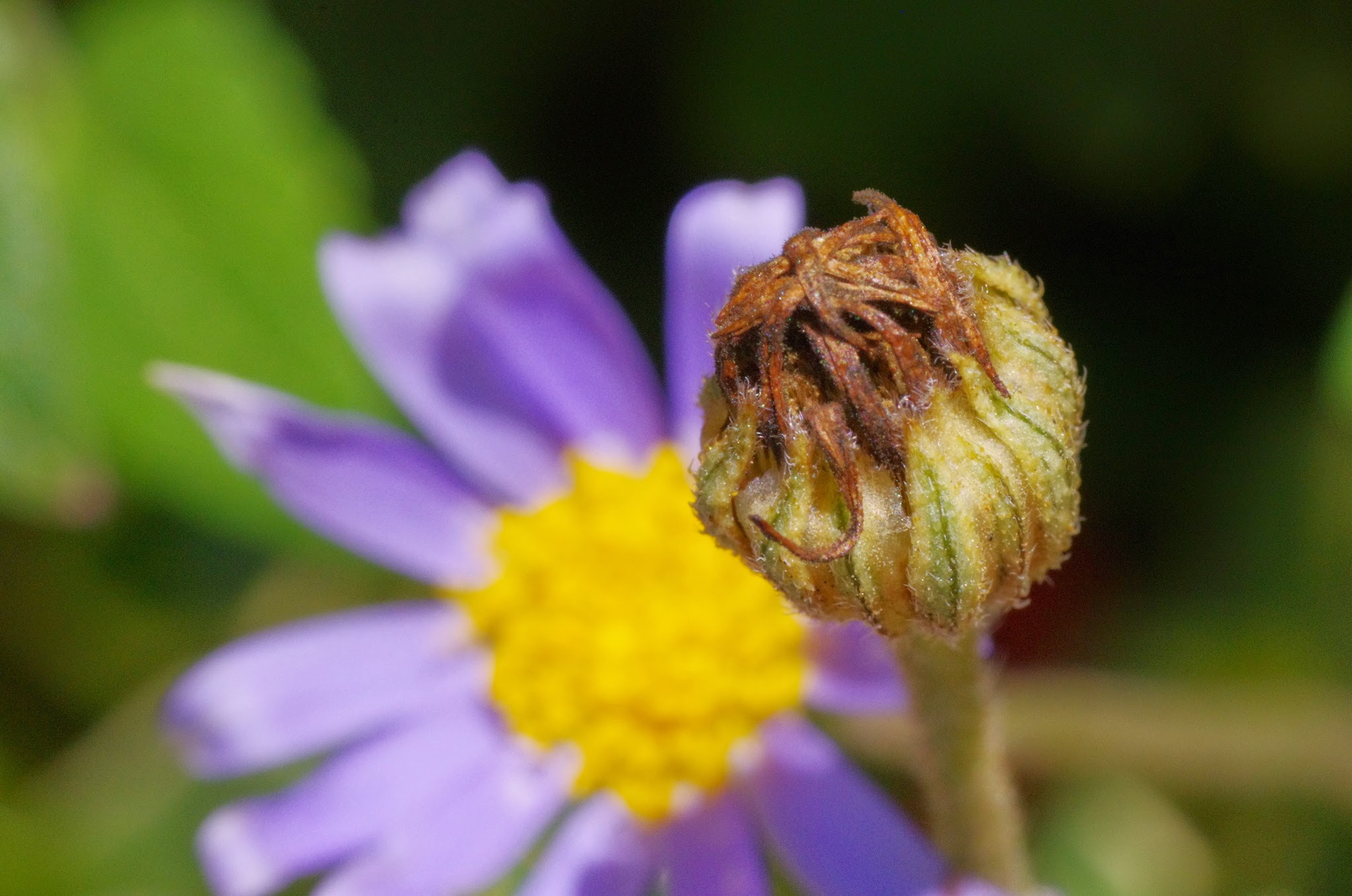 Pentax K-5 II + Sigma sample photo. Tubomi photography