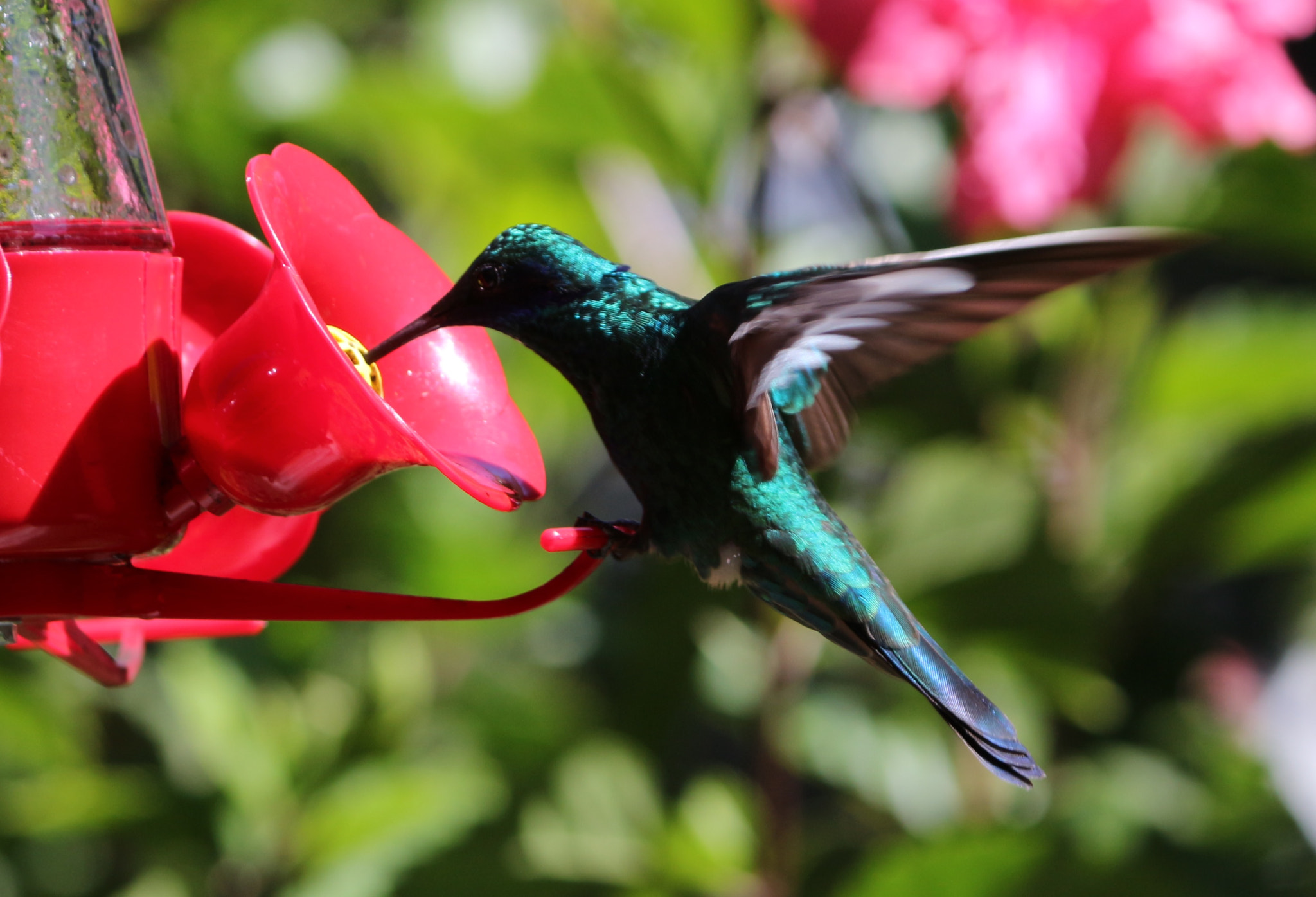 Canon EF-S 55-250mm F4-5.6 IS II sample photo. Cebadero colibrí photography