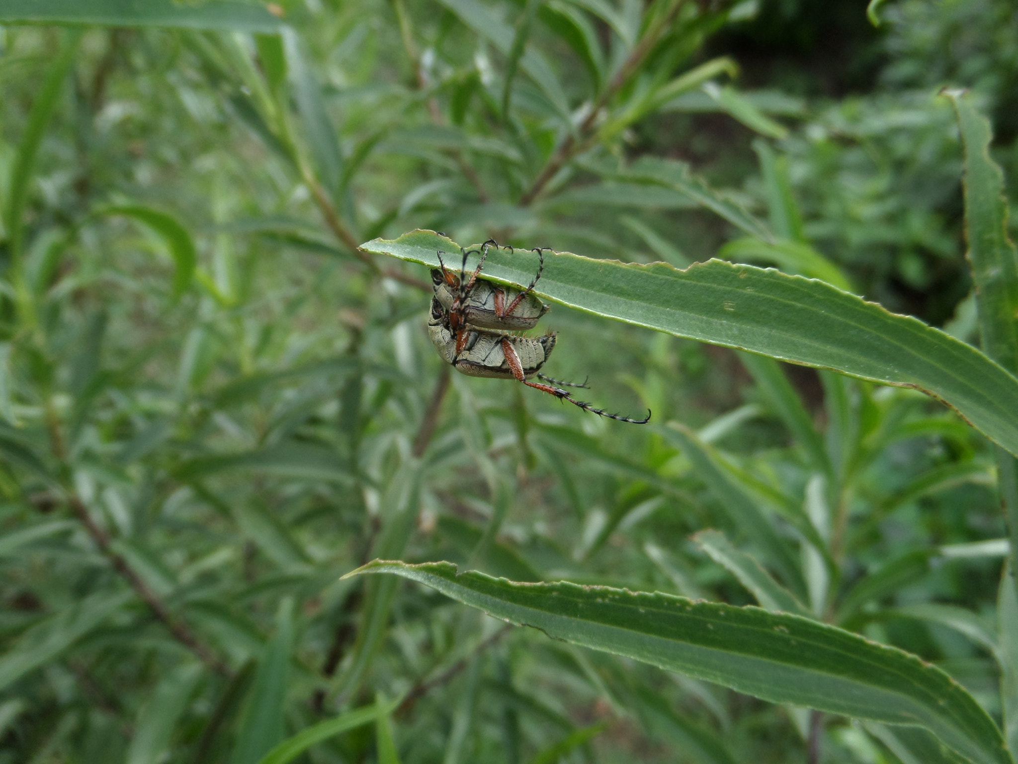 Samsung WB200F/WB201F/WB202F sample photo. Love is in the air  photography