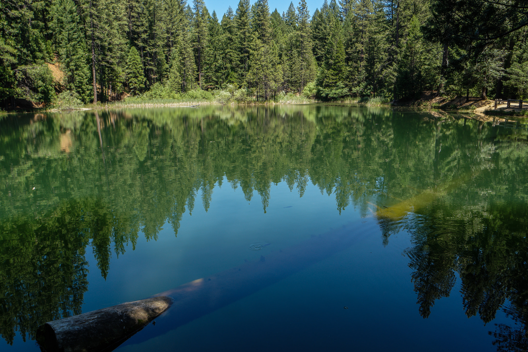 Samsung NX1 + Samsung NX 16-50mm F3.5-5.6 Power Zoom ED OIS sample photo. A large log lurks below the still surface of refre ... photography