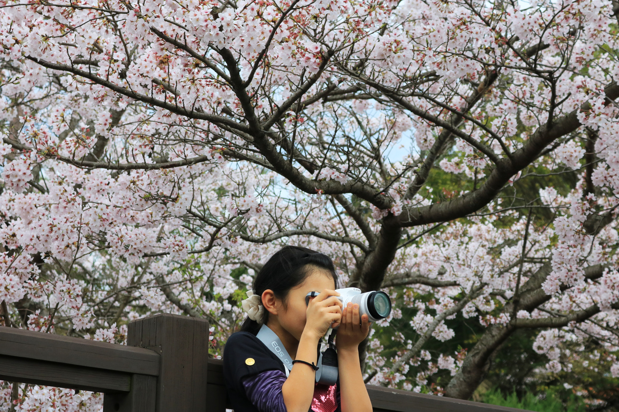 Canon EOS 760D (EOS Rebel T6s / EOS 8000D) + Canon EF-S 18-55mm F3.5-5.6 IS STM sample photo. A cherry tree and daughter photography
