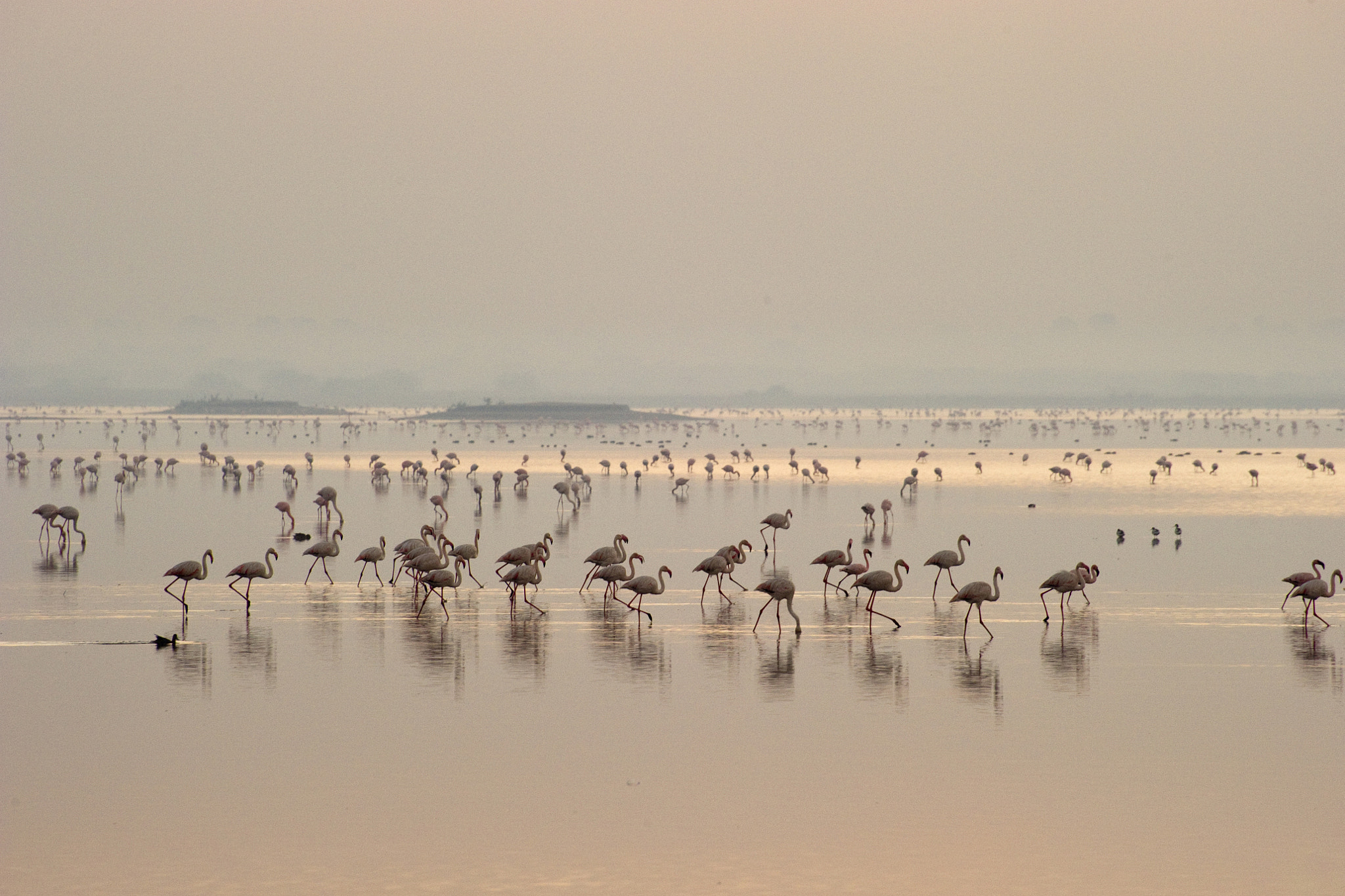 Nikon D3S sample photo. March of the flamingos photography